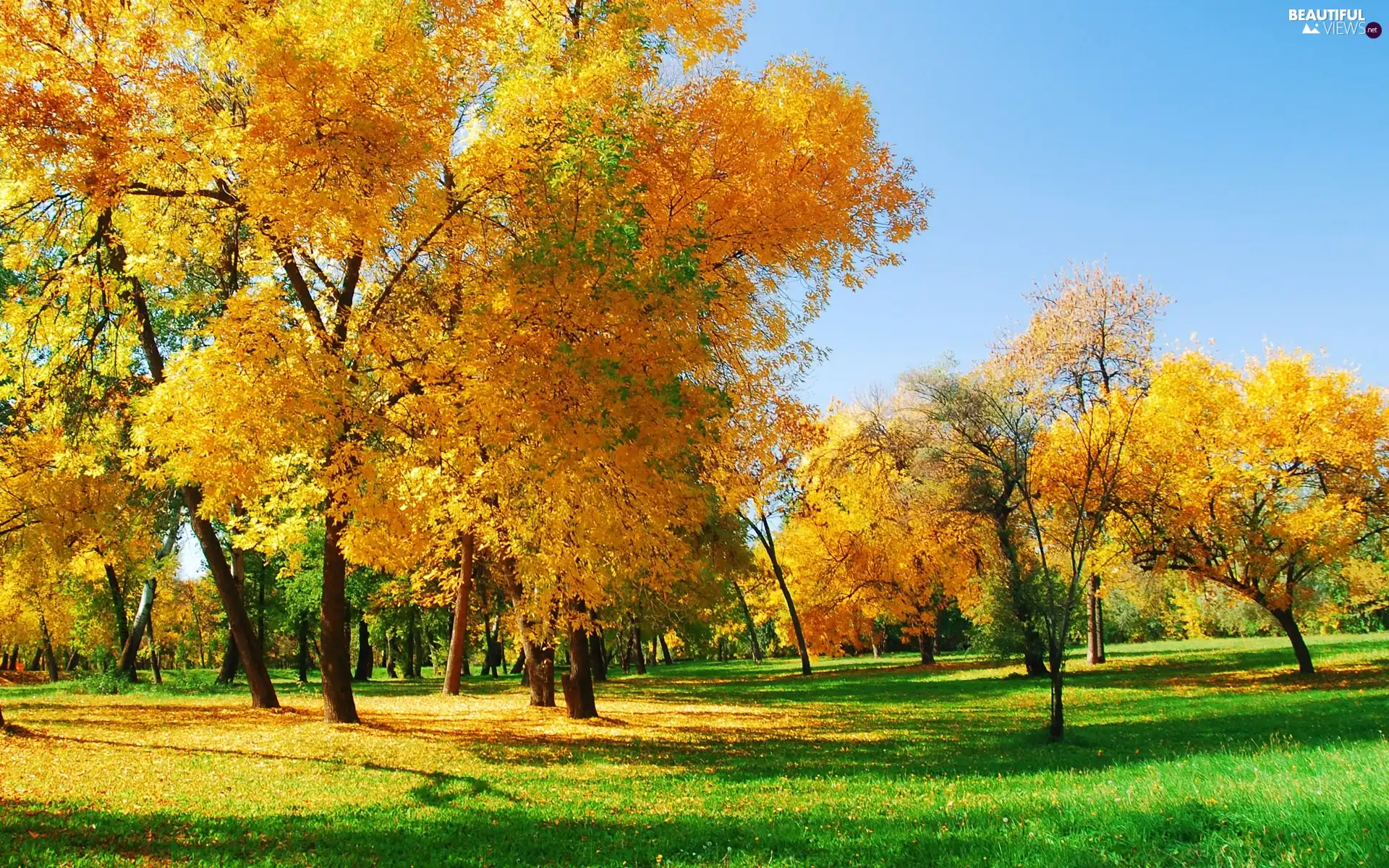 trees, viewes, autumn, Yellow, Golden automobile