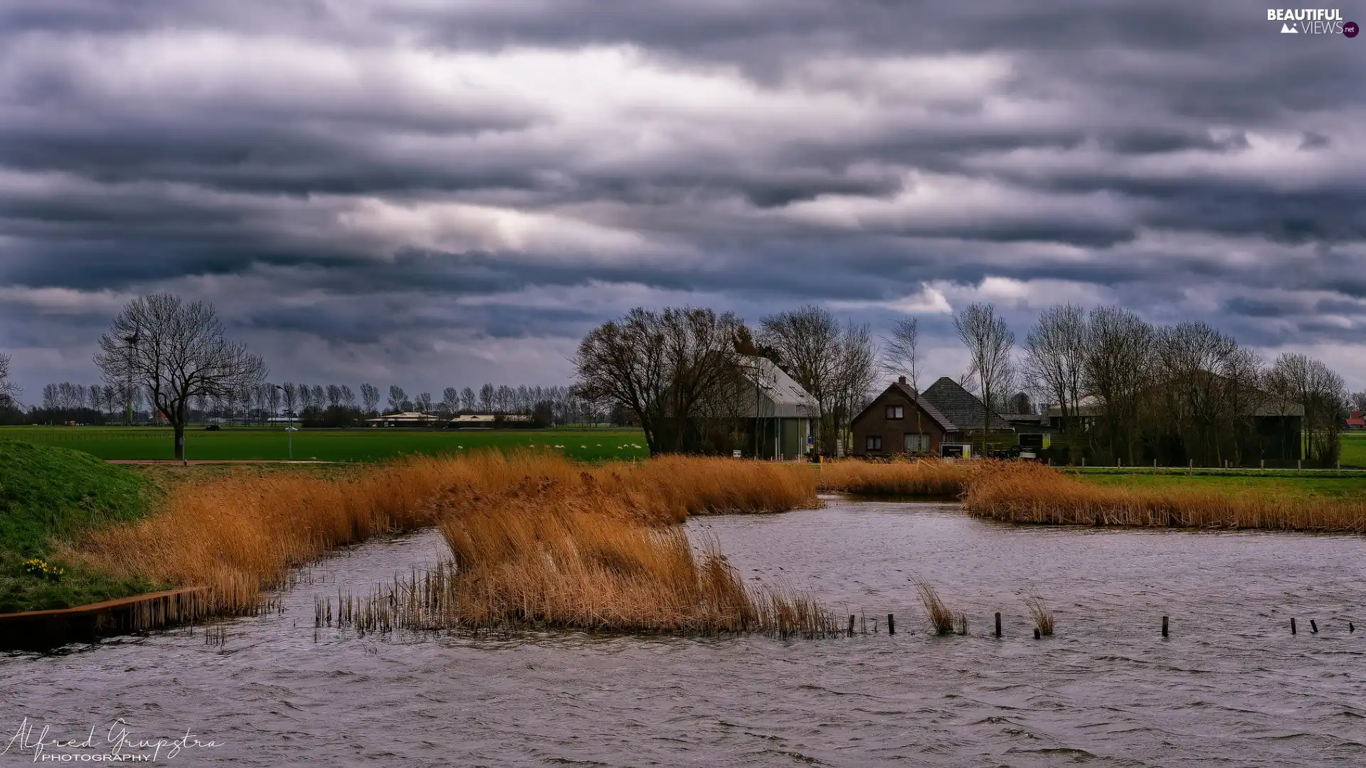 trees, autumn, grass, dark, rushes, River, Yellowed, clouds, viewes, Houses