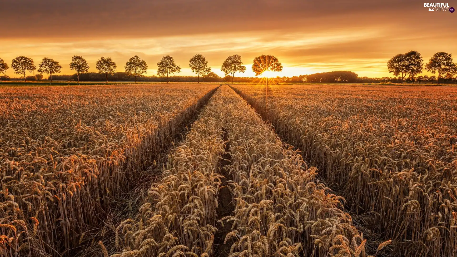 trees, viewes, Field, corn, Great Sunsets