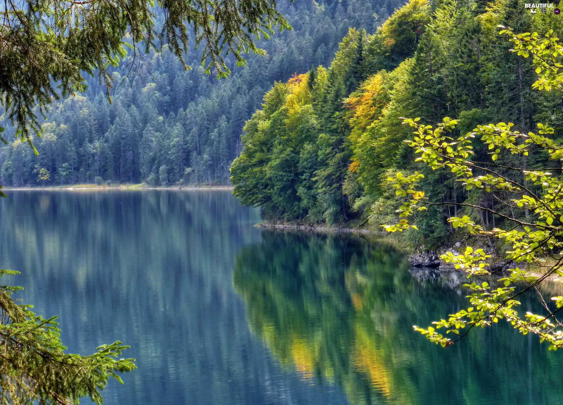 trees, viewes, forest, reflection, lake