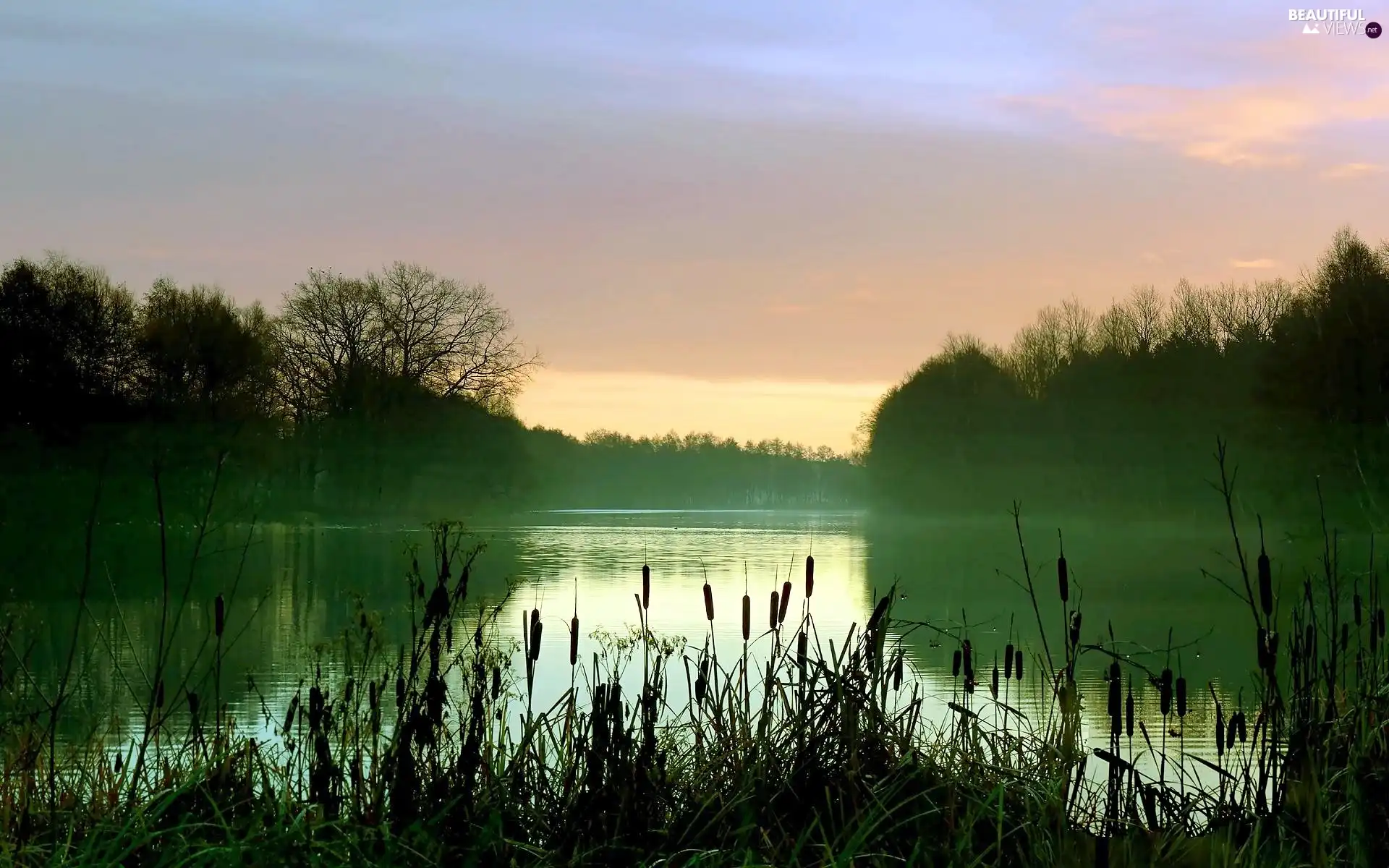 trees, viewes, Fog, rushes, lake