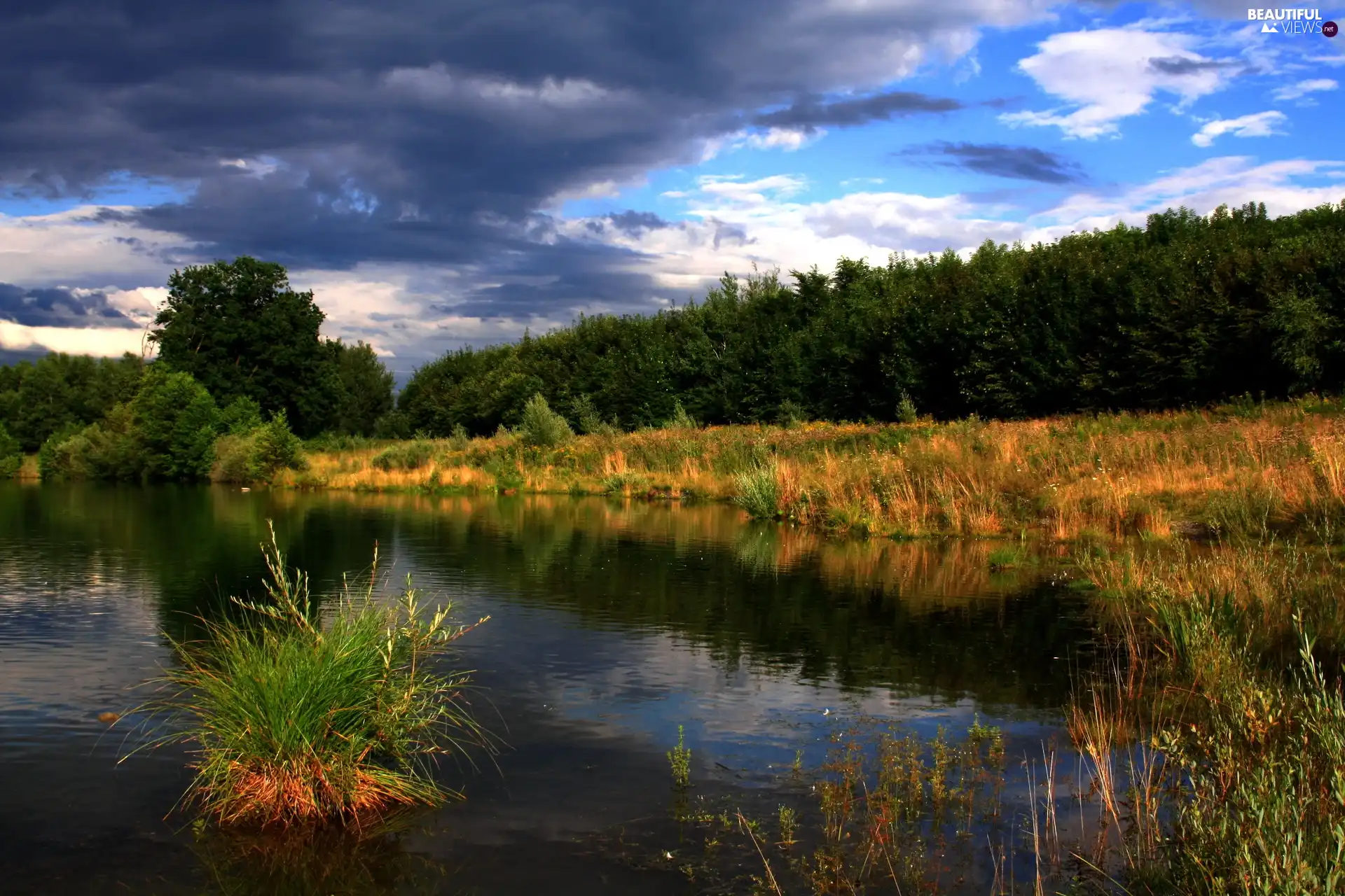 trees, viewes, rushes, scrub, lake