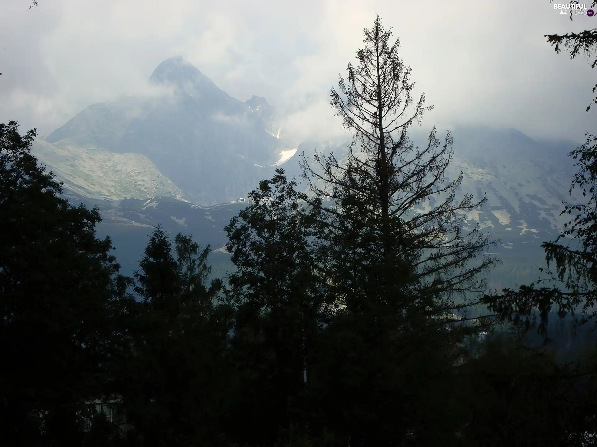 trees, viewes, snowy, peaks, Mountains