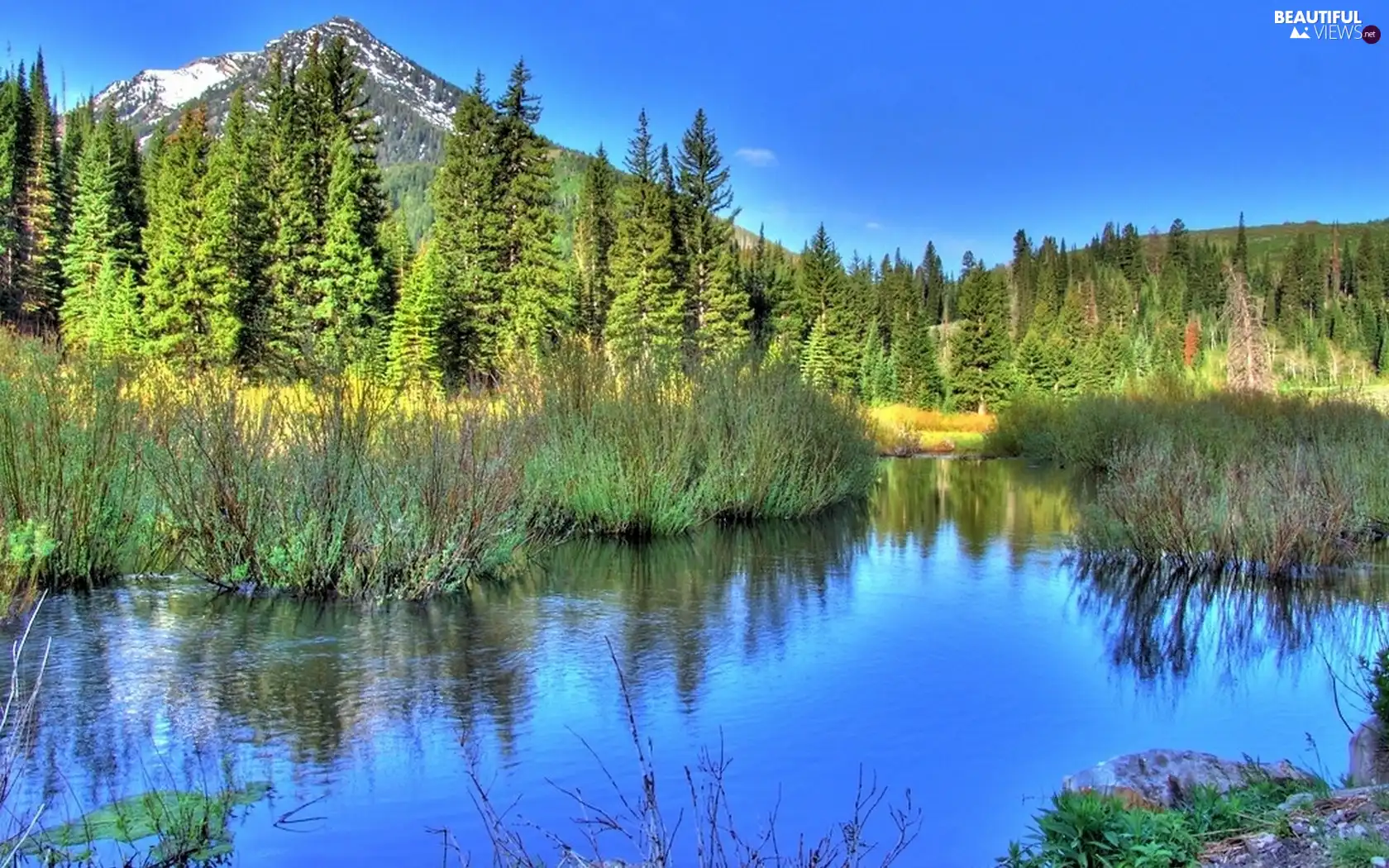 trees, viewes, lake, rushes, Mountains