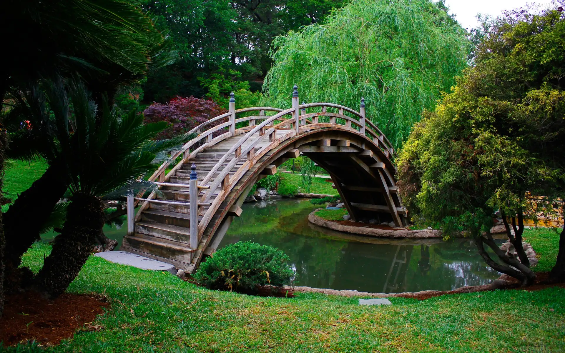 trees, viewes, bridges, pond, Park