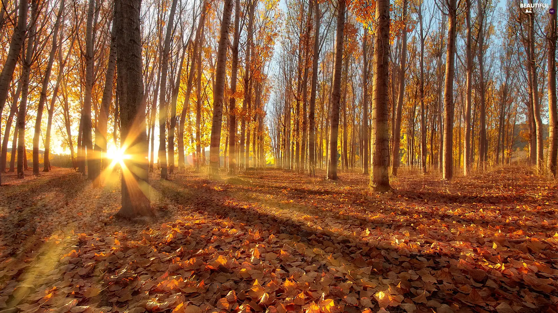 trees, autumn, Quaking Aspen, rays of the Sun, viewes, forest