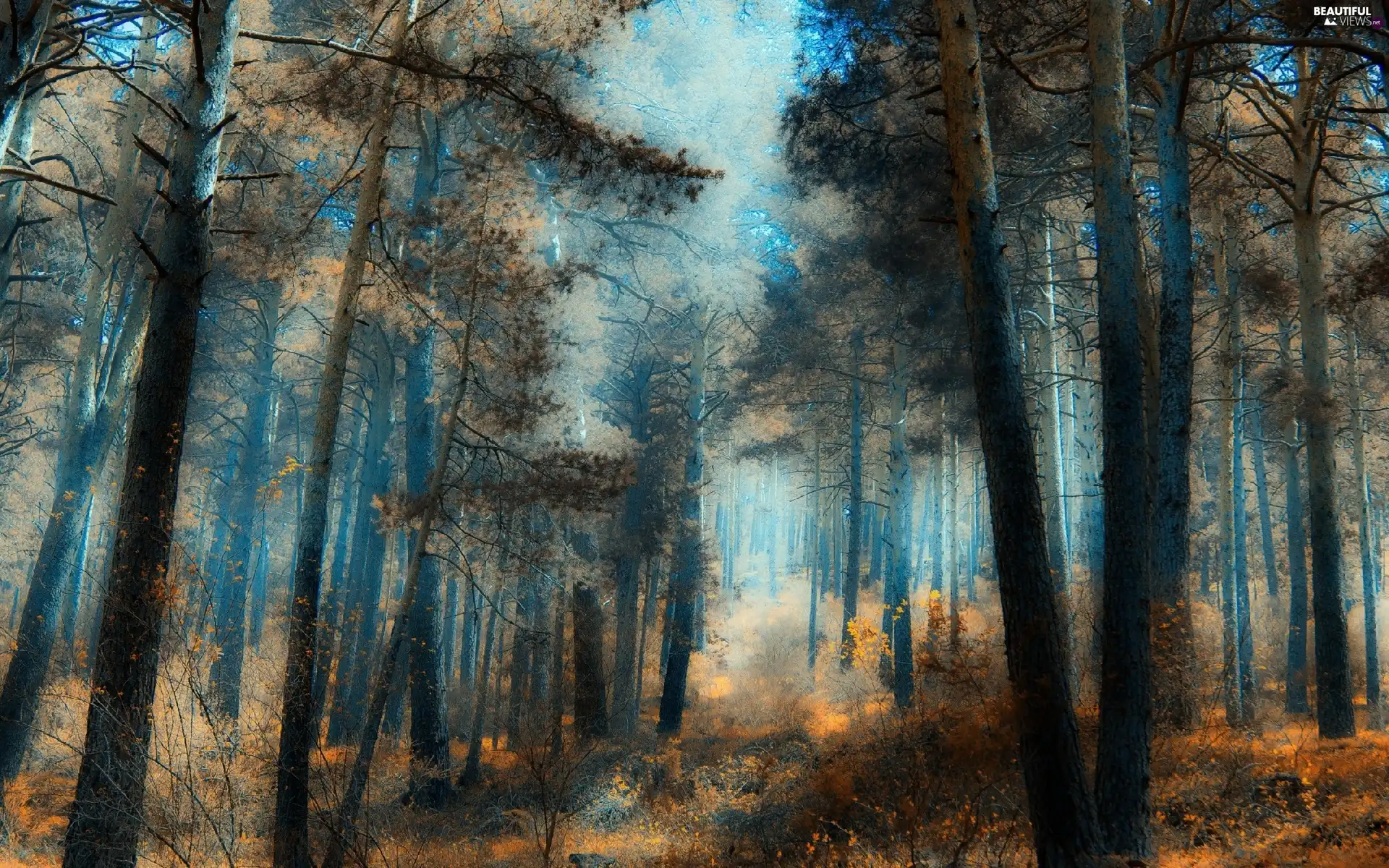 forest, trees, viewes, light breaking through sky