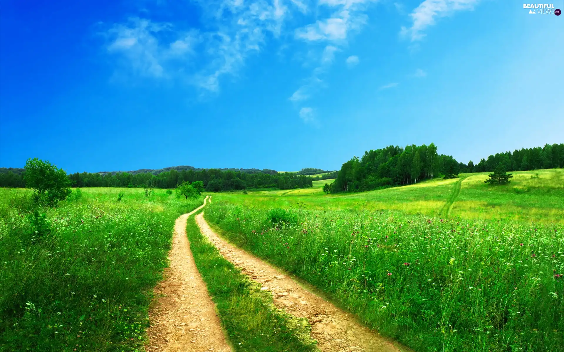 trees, viewes, Meadow, Path, Sky