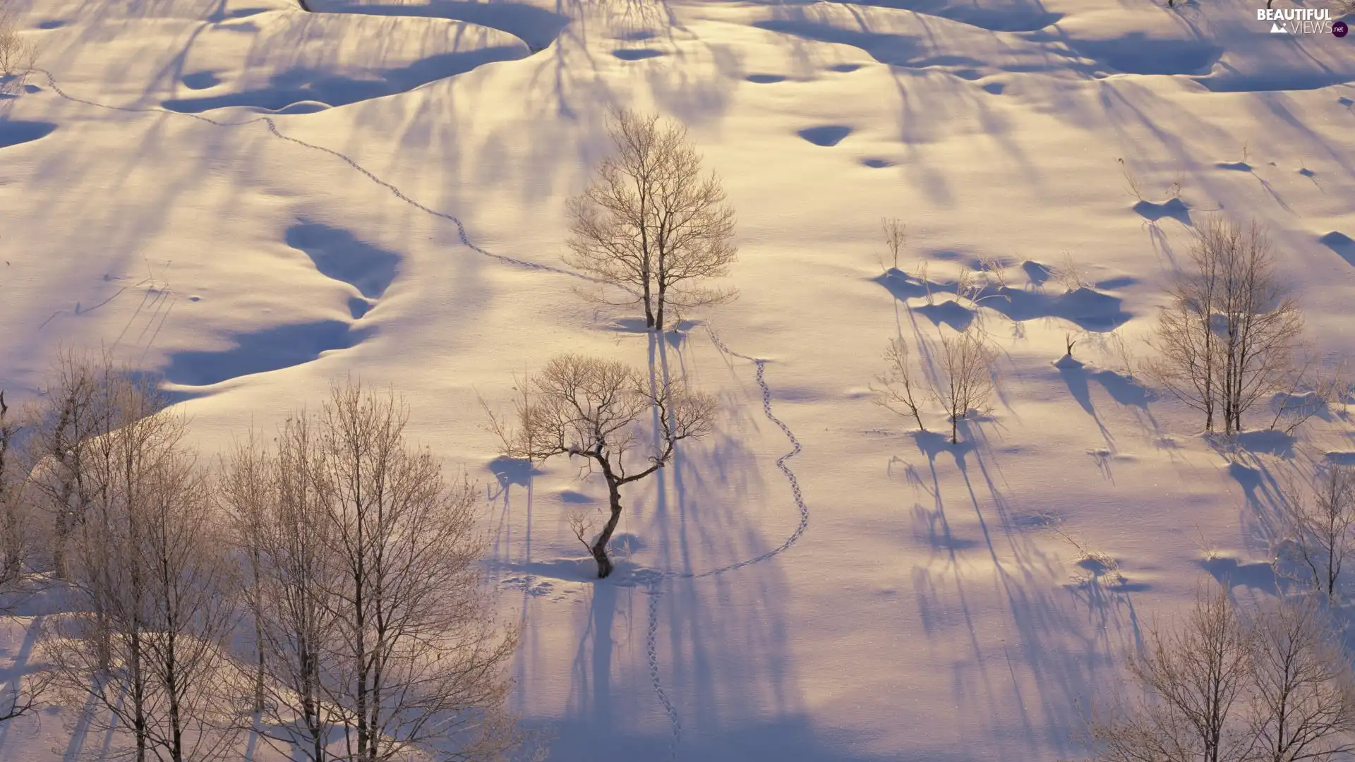 trees, viewes, drifts, Frost, snow