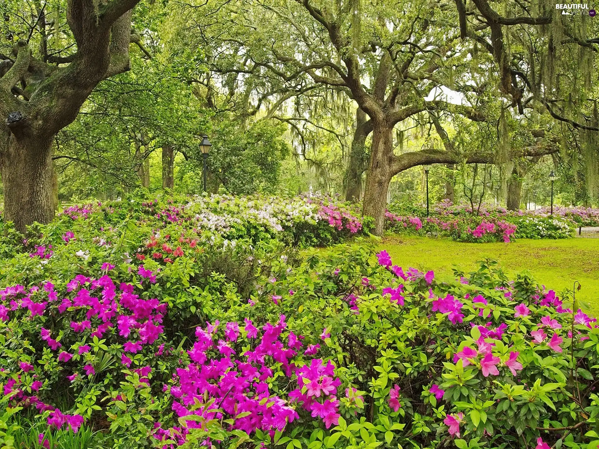 viewes, rhododendron, Garden, trees, Spring