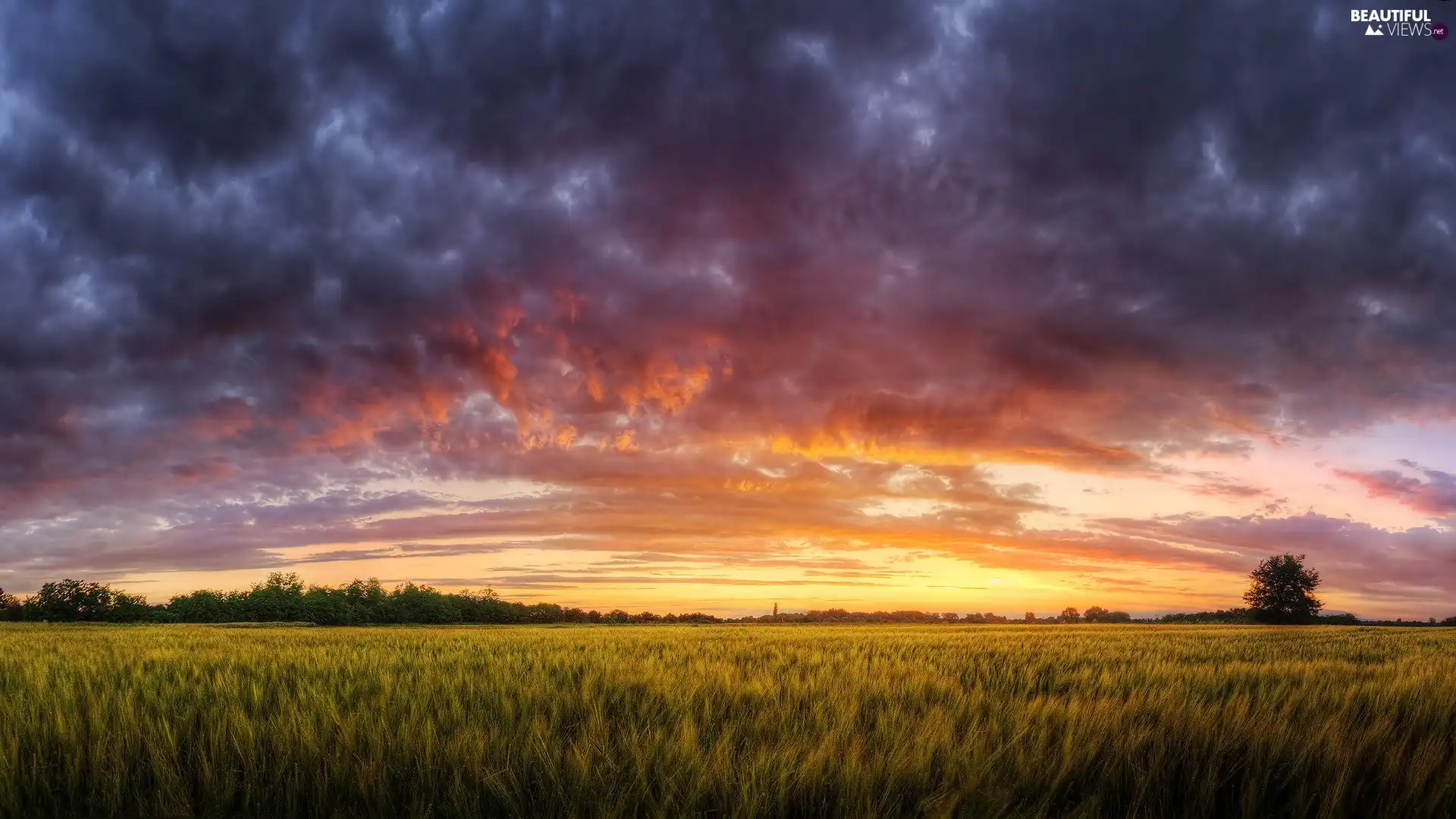 trees, viewes, clouds, Great Sunsets, Field