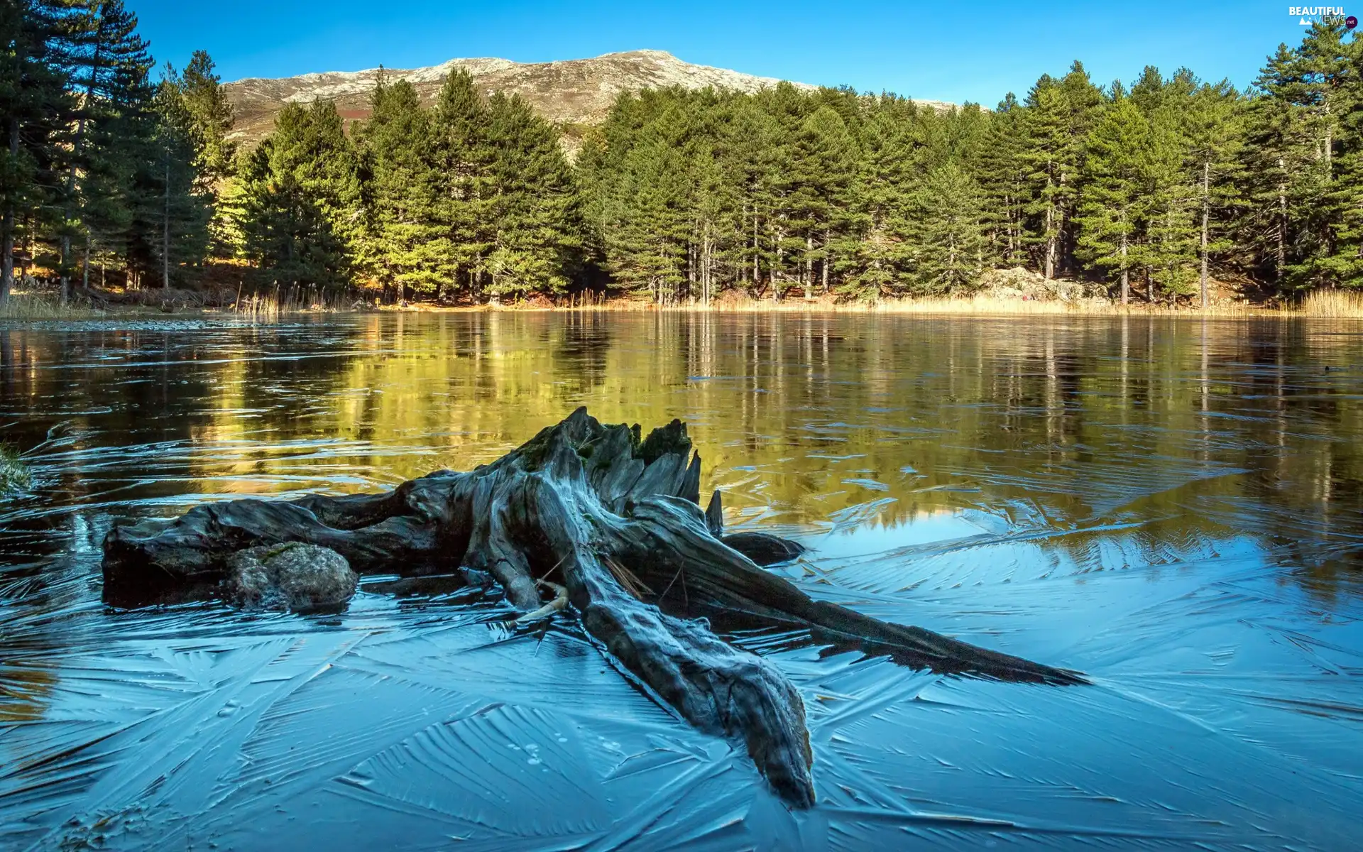 Mountains, lake, trees, viewes, trunk, forest