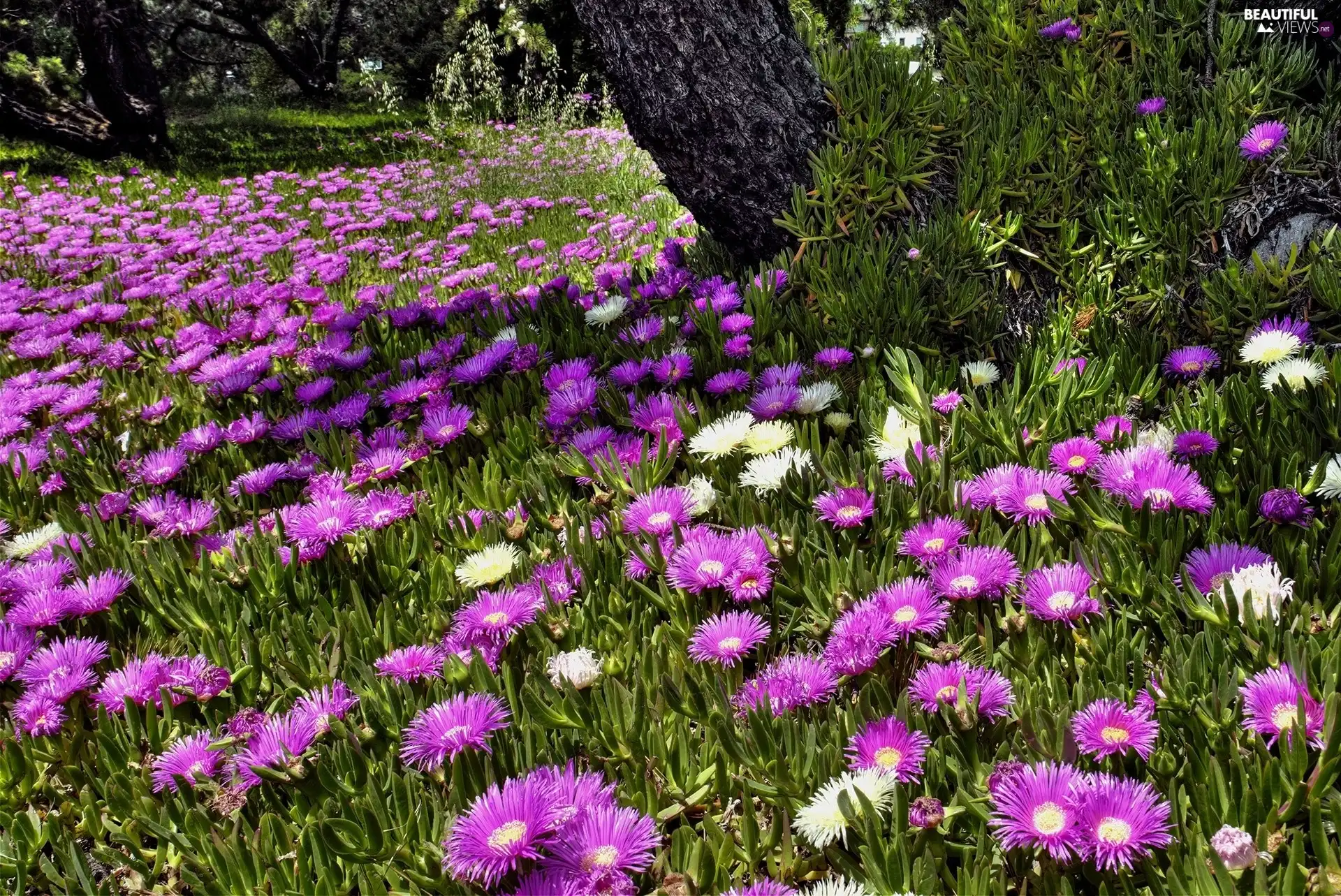 Flowers, Meadow, trees, viewes, trunk, purple