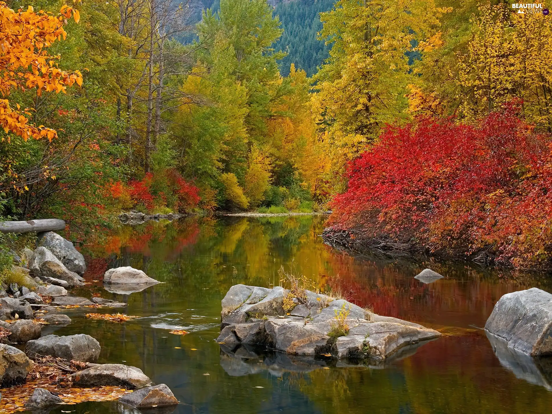 trees, viewes, Stones, color, water