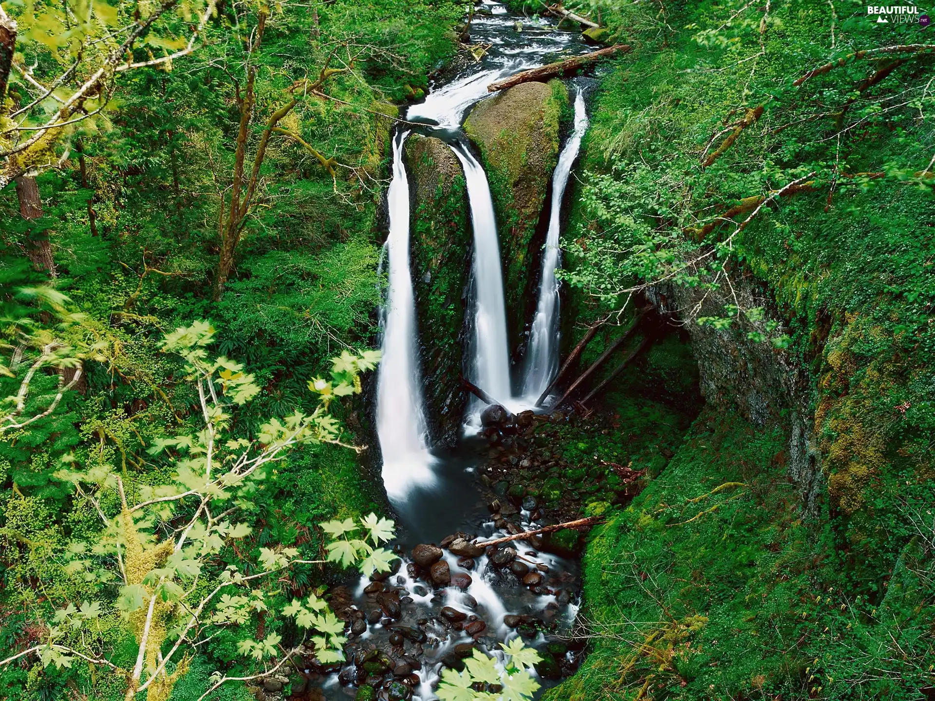 trees, viewes, Stones, grass, waterfall