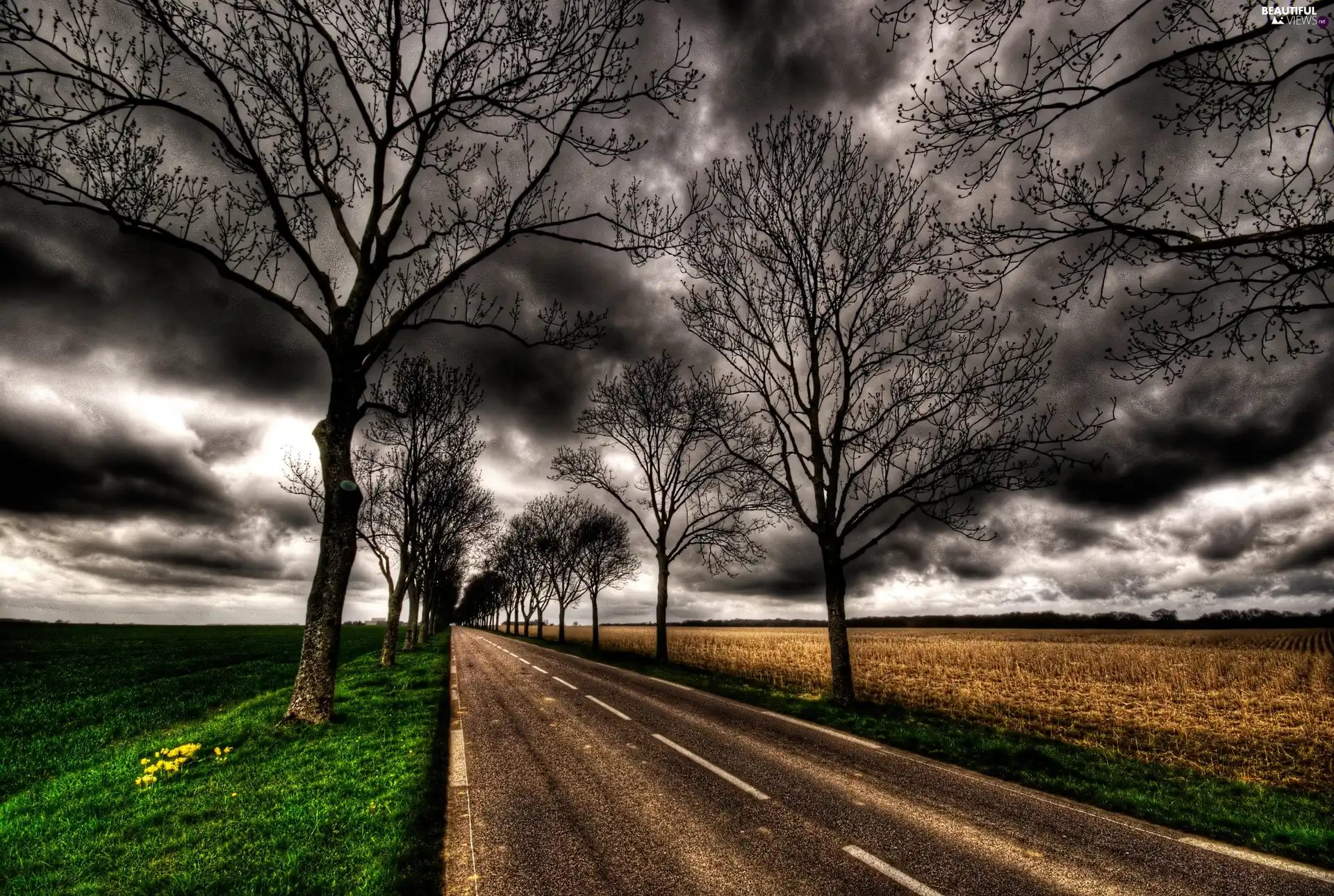 trees, viewes, dark, clouds, Way