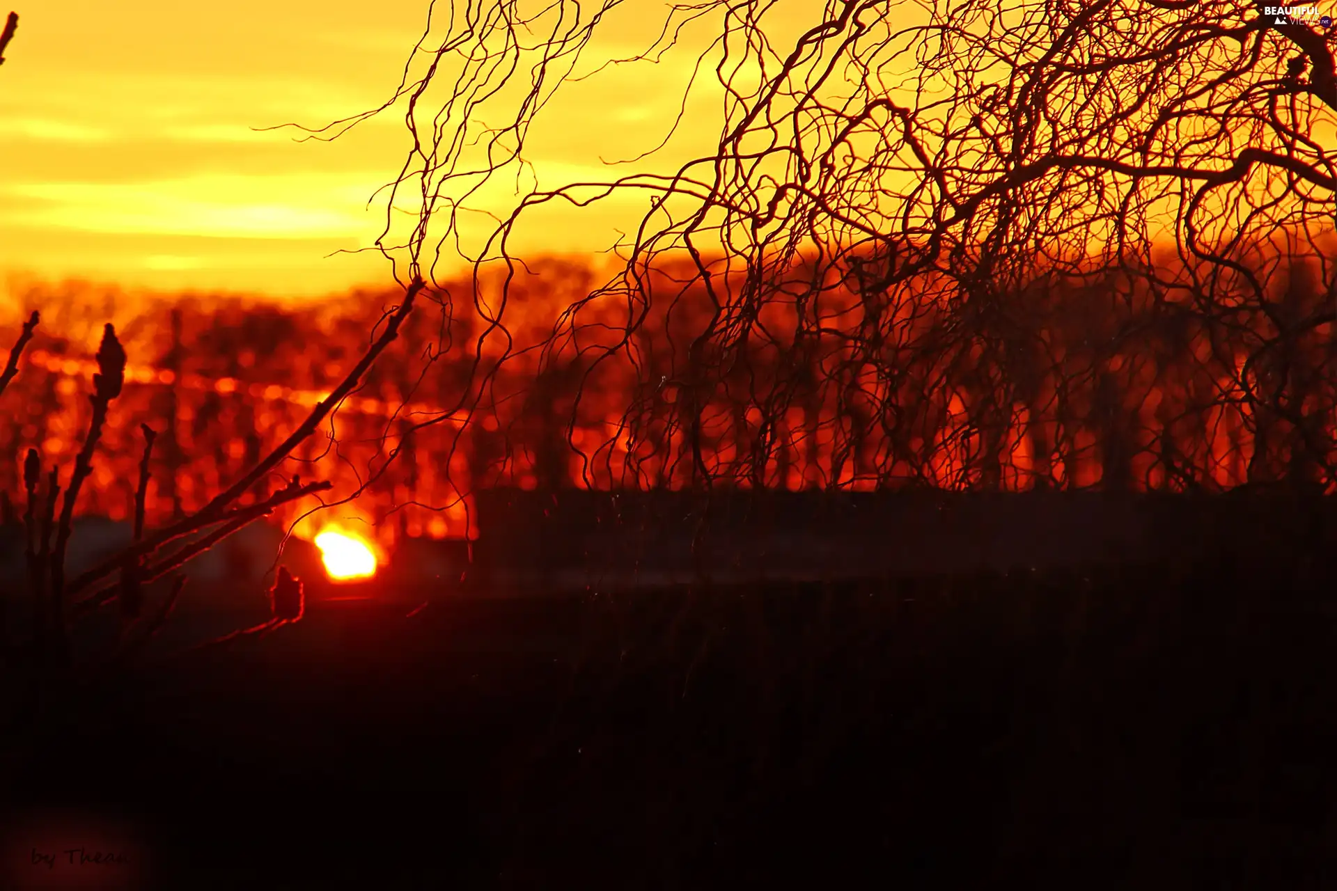 trees, viewes, sun, buildings, west