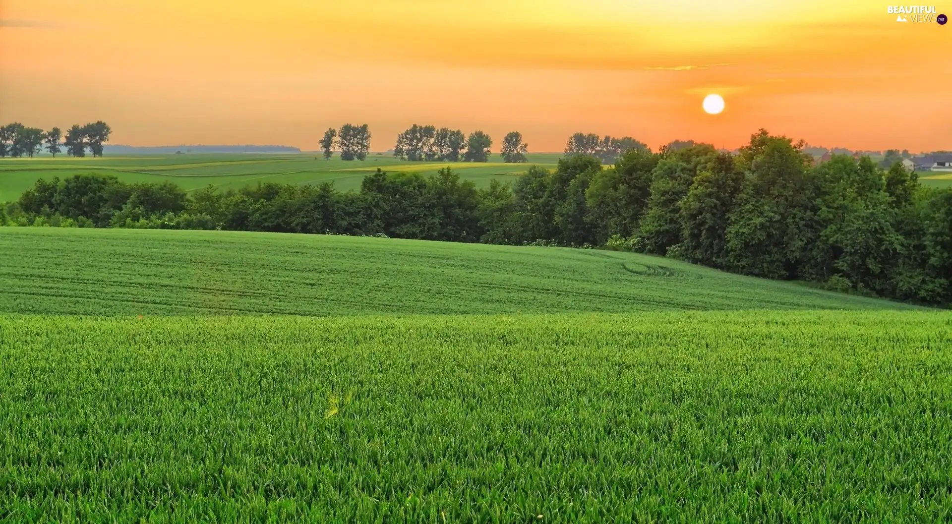 trees, viewes, sun, field, west