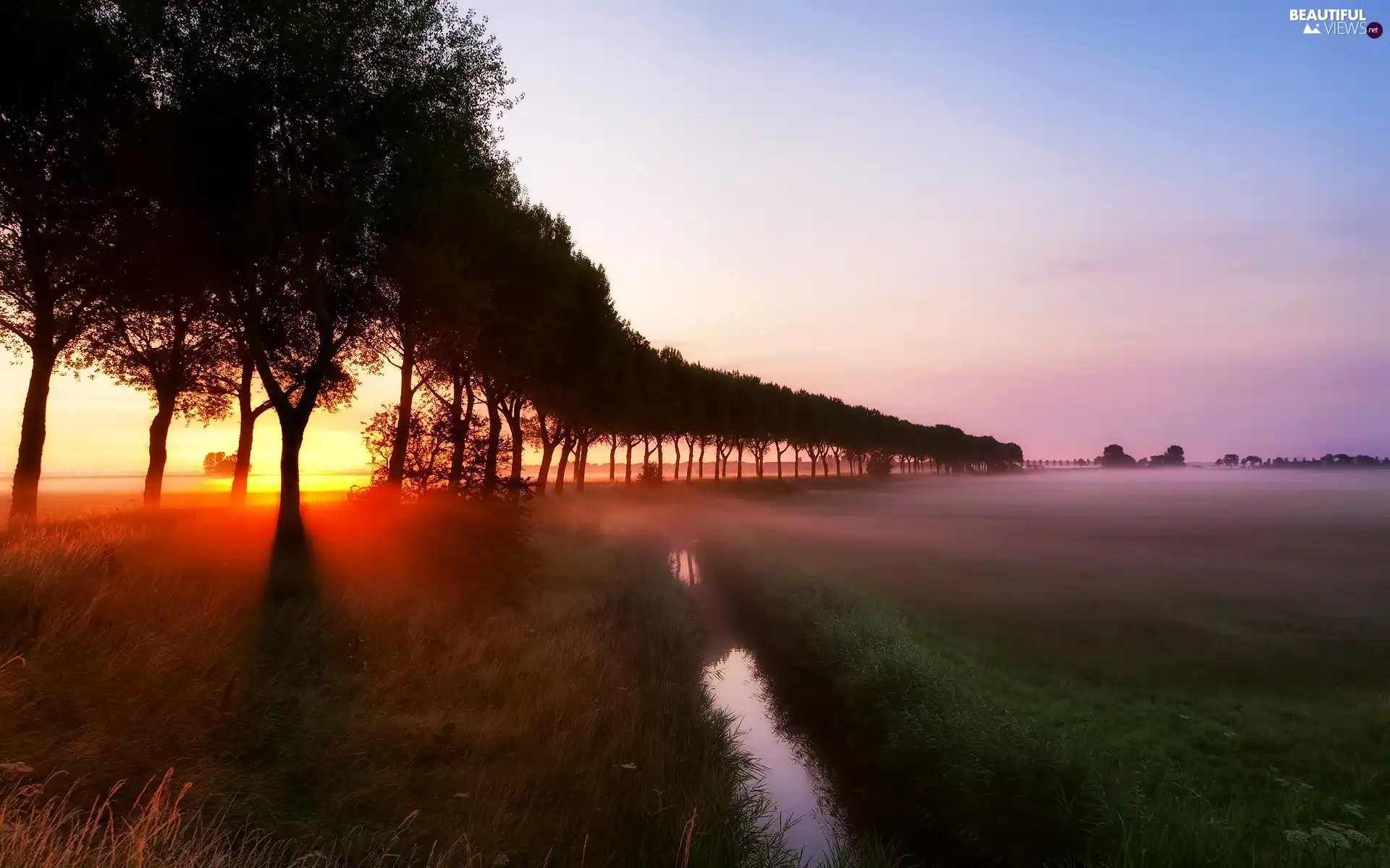 trees, viewes, sun, Fog, west