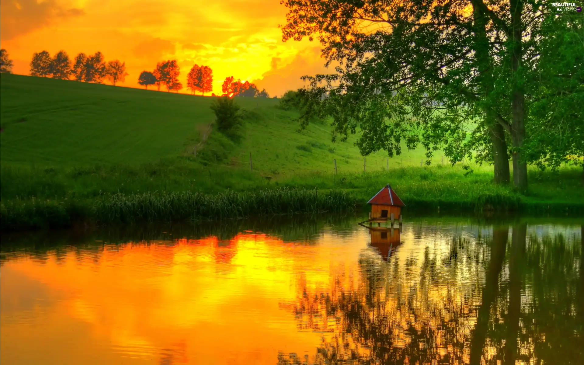 trees, viewes, sun, lake, west