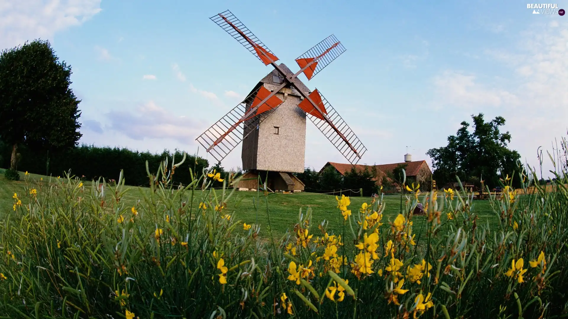 trees, viewes, meadow, Flowers, Windmill