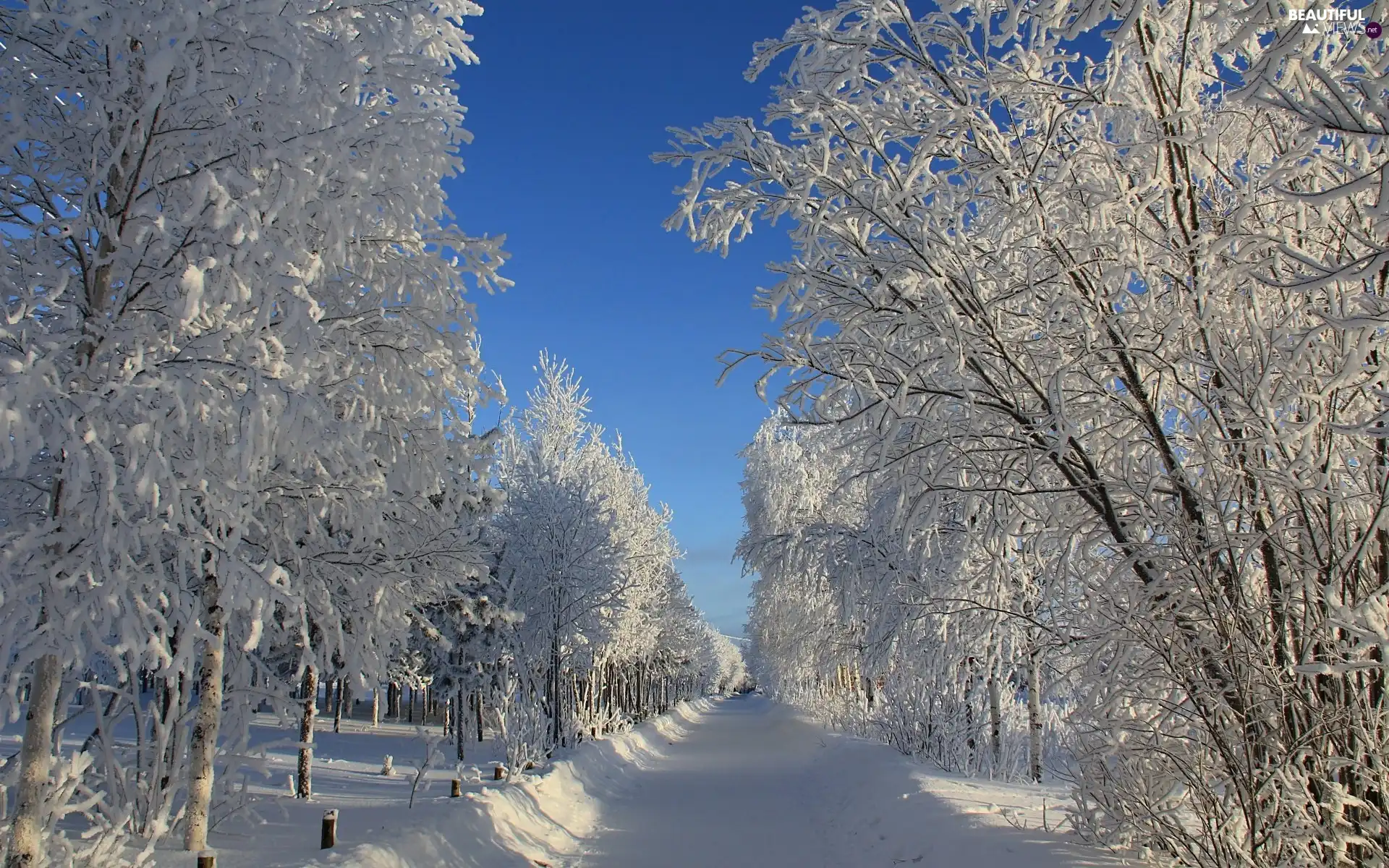 trees, viewes, Way, frosty, winter