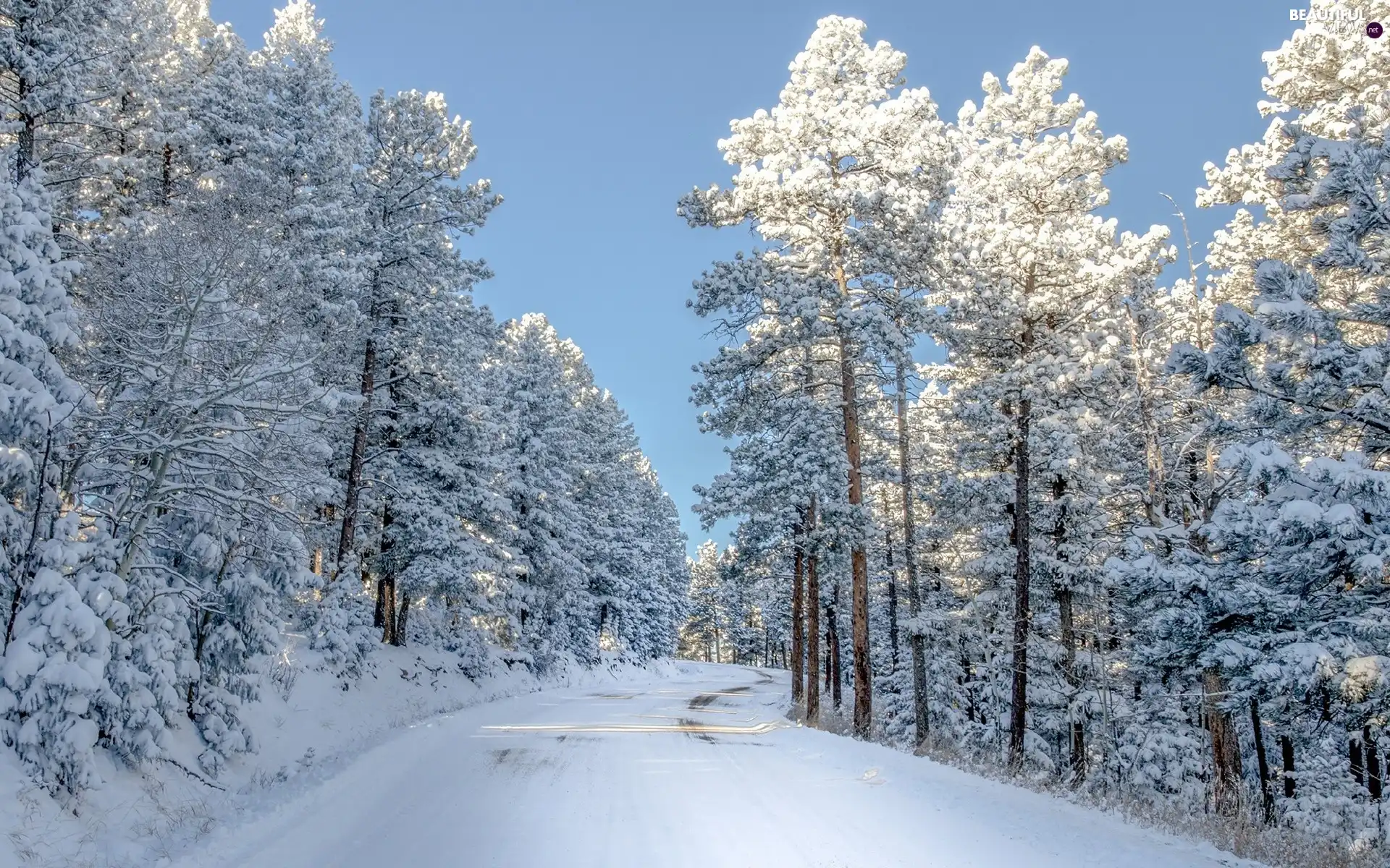 trees, viewes, Way, frosty, winter