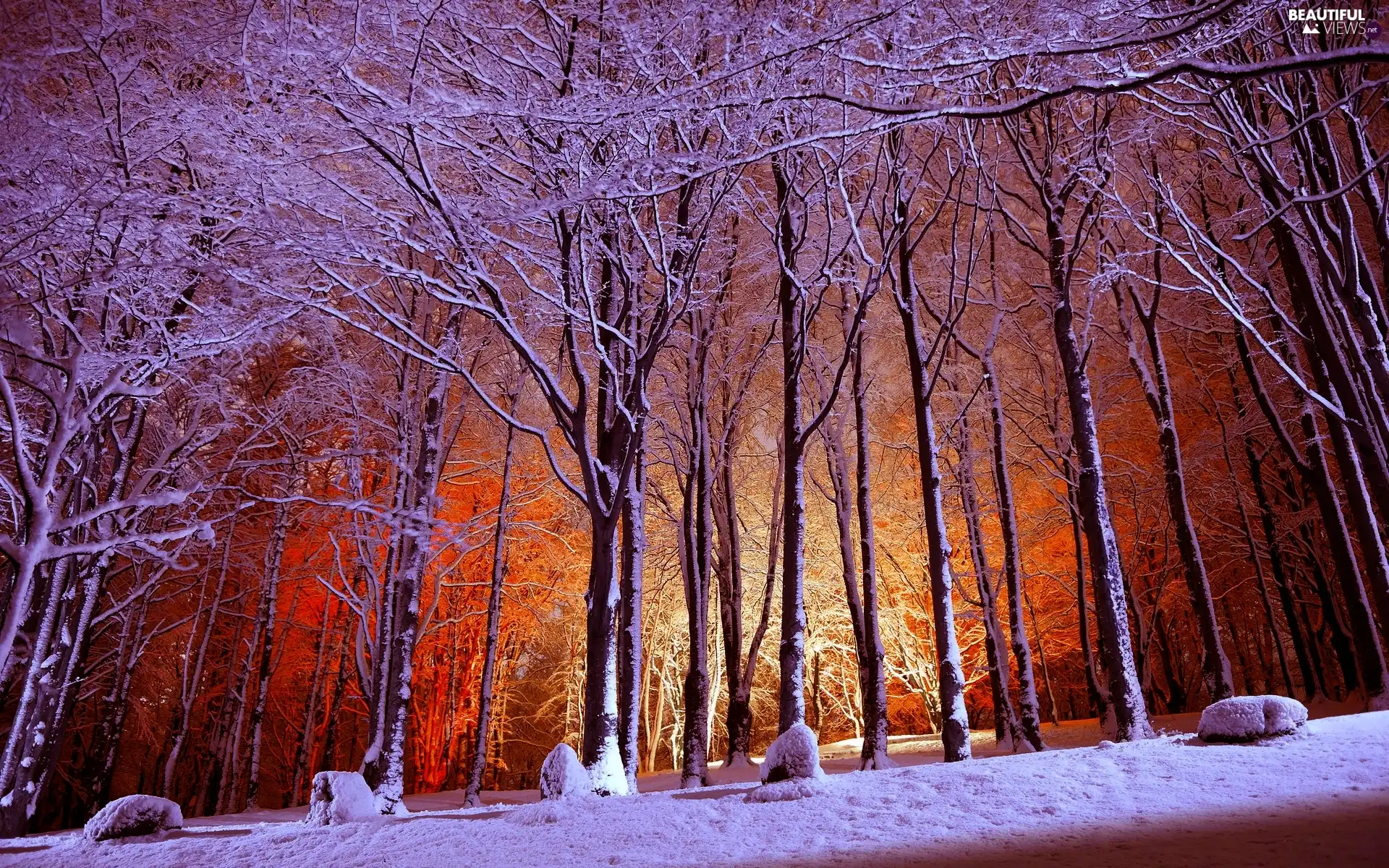 trees, viewes, Park, Snowy, winter