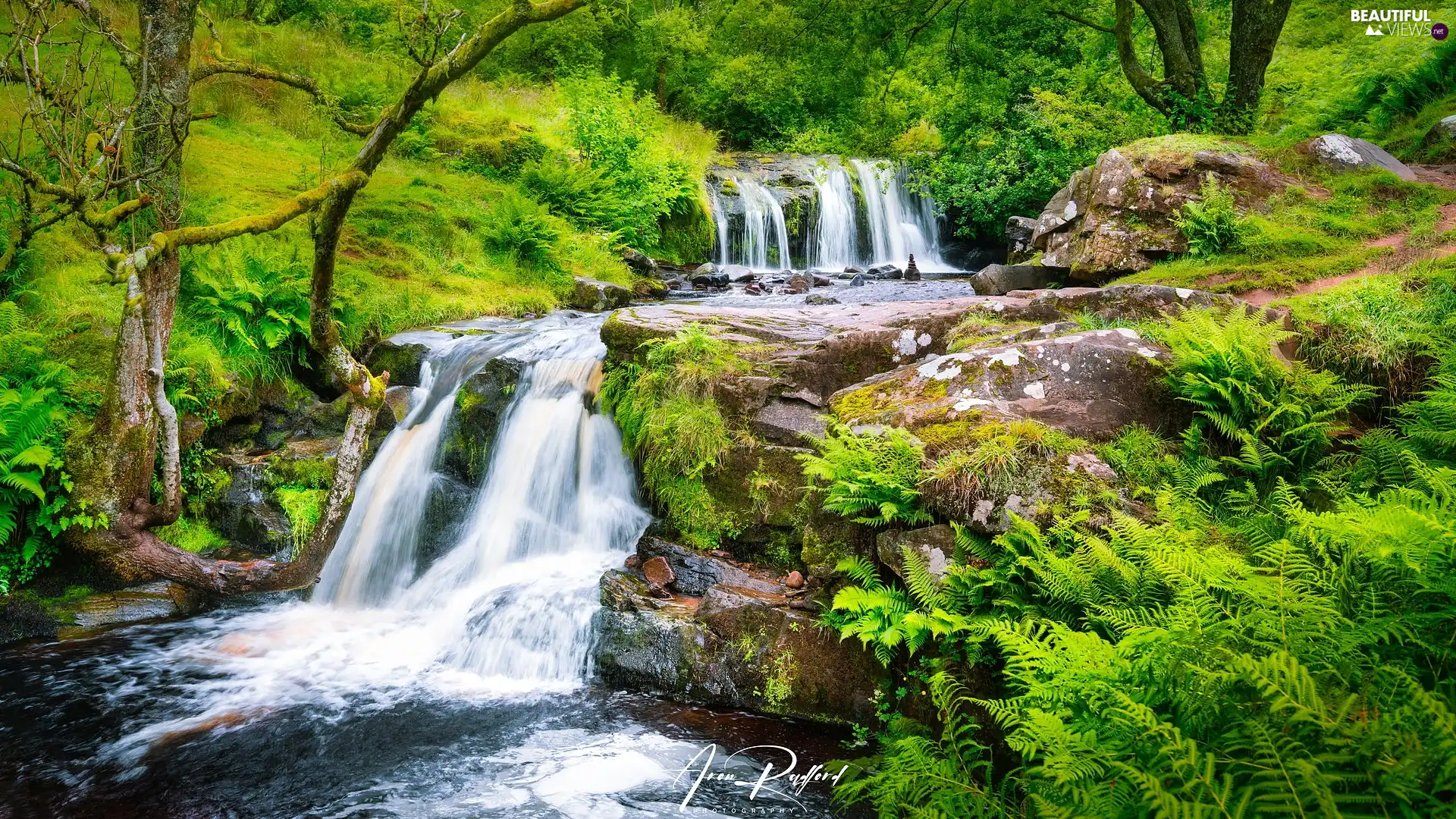 trees, forest, viewes, River, rocks, fern, waterfall, Stones, cascade