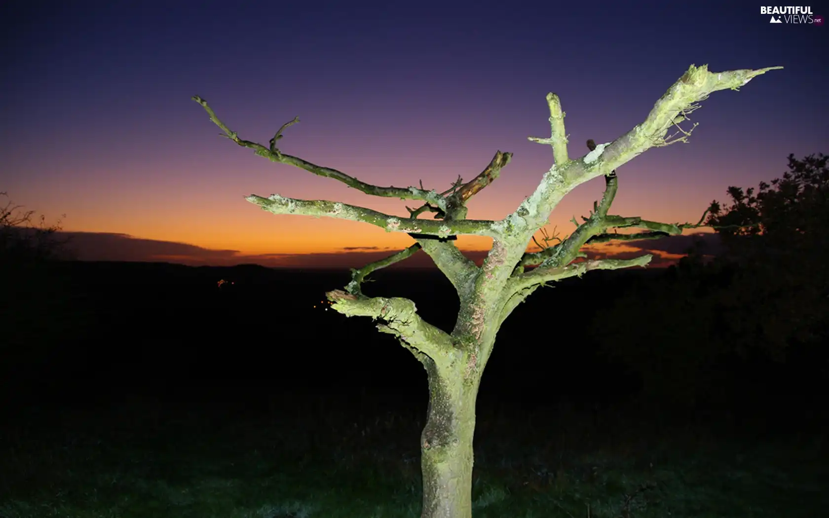 west, dry, trees, sun