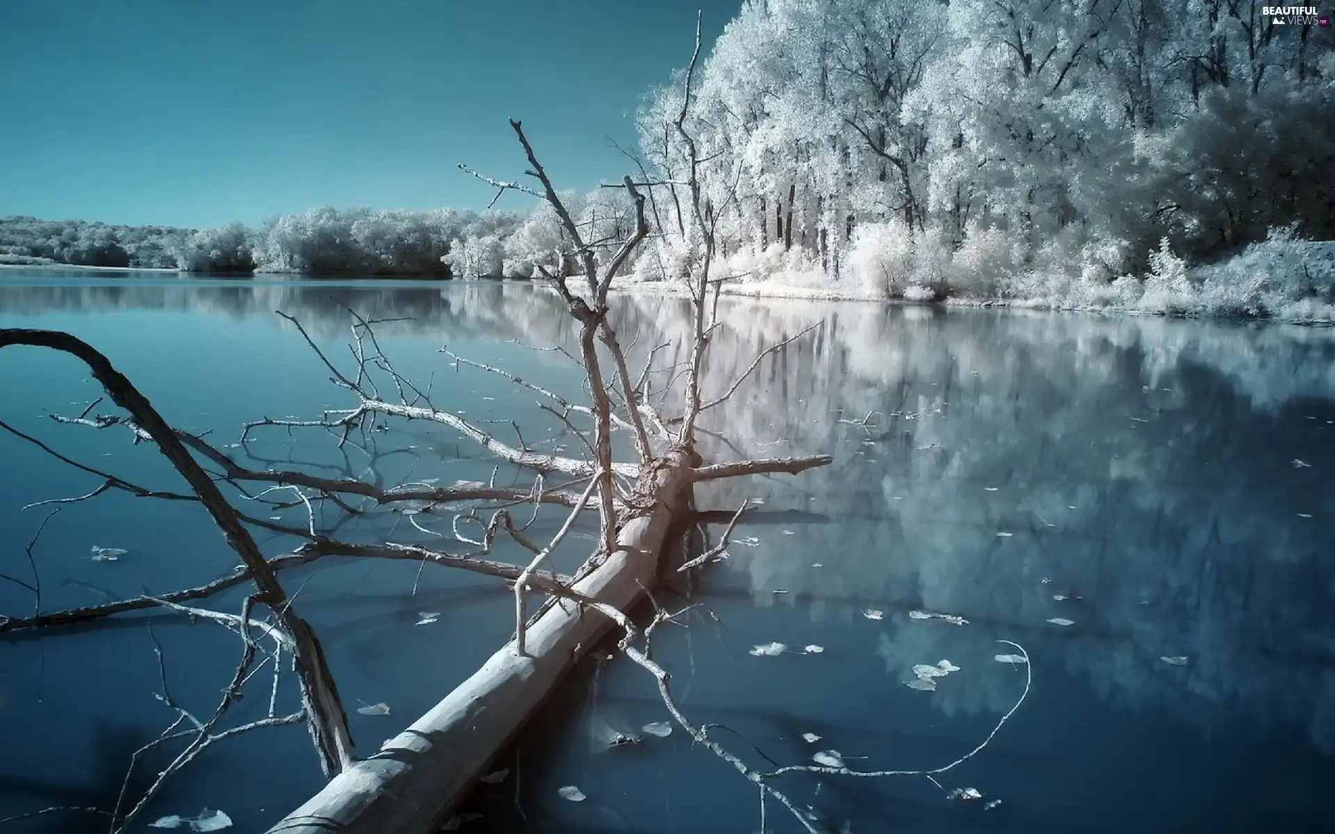 winter, fallen, trees, lake