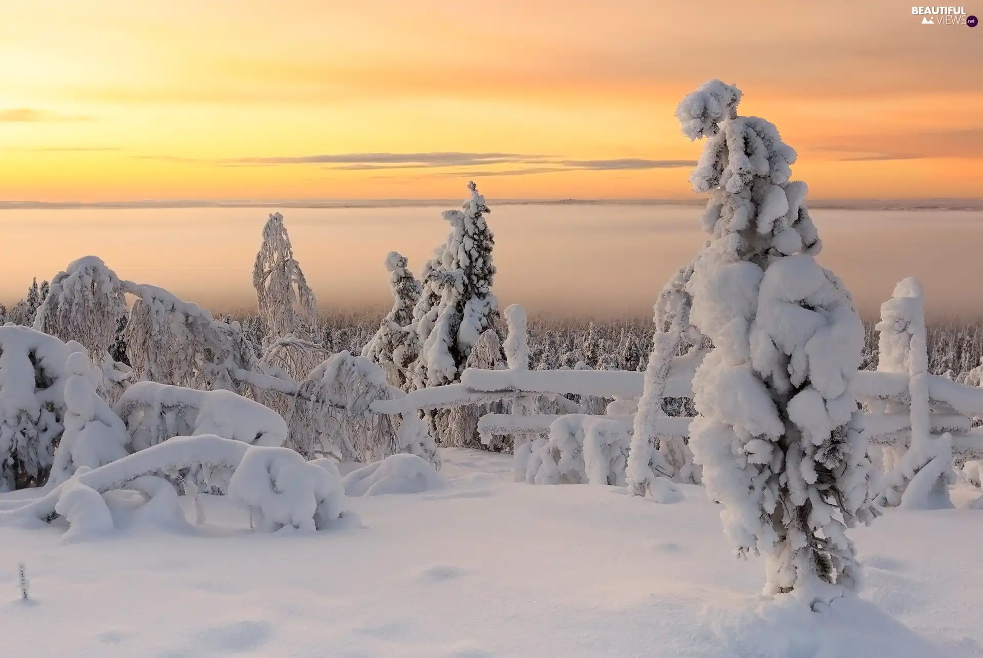 winter, viewes, fence, trees