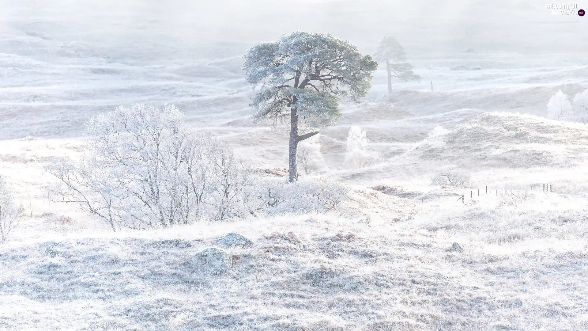 White frost, winter, trees, Bush, frosty, Frost