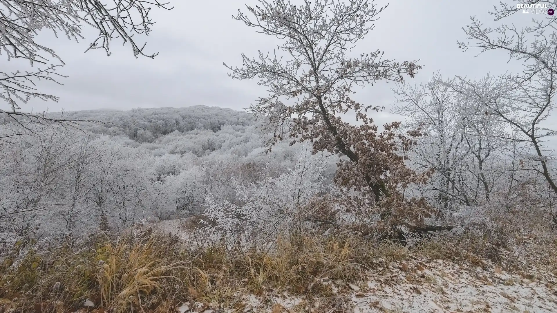 grass, White frost, trees, viewes, winter