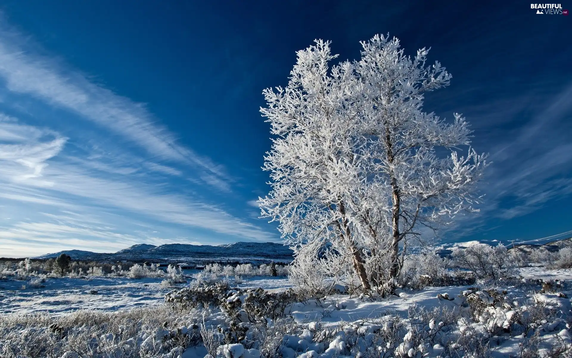 winter, frosty, trees, Sky