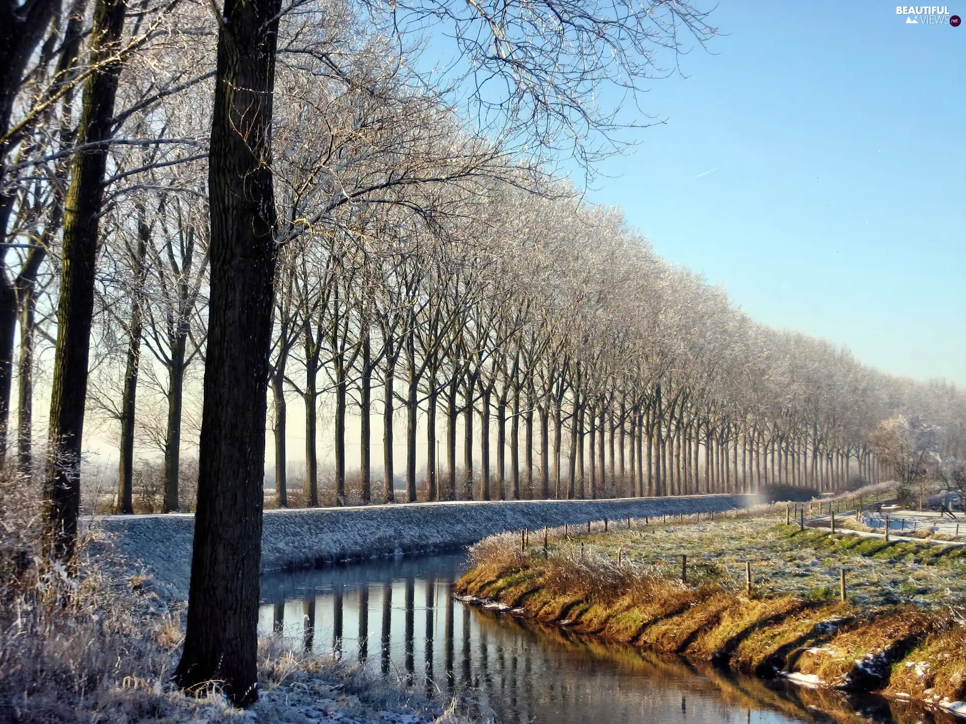 winter, hedge, trees, brook