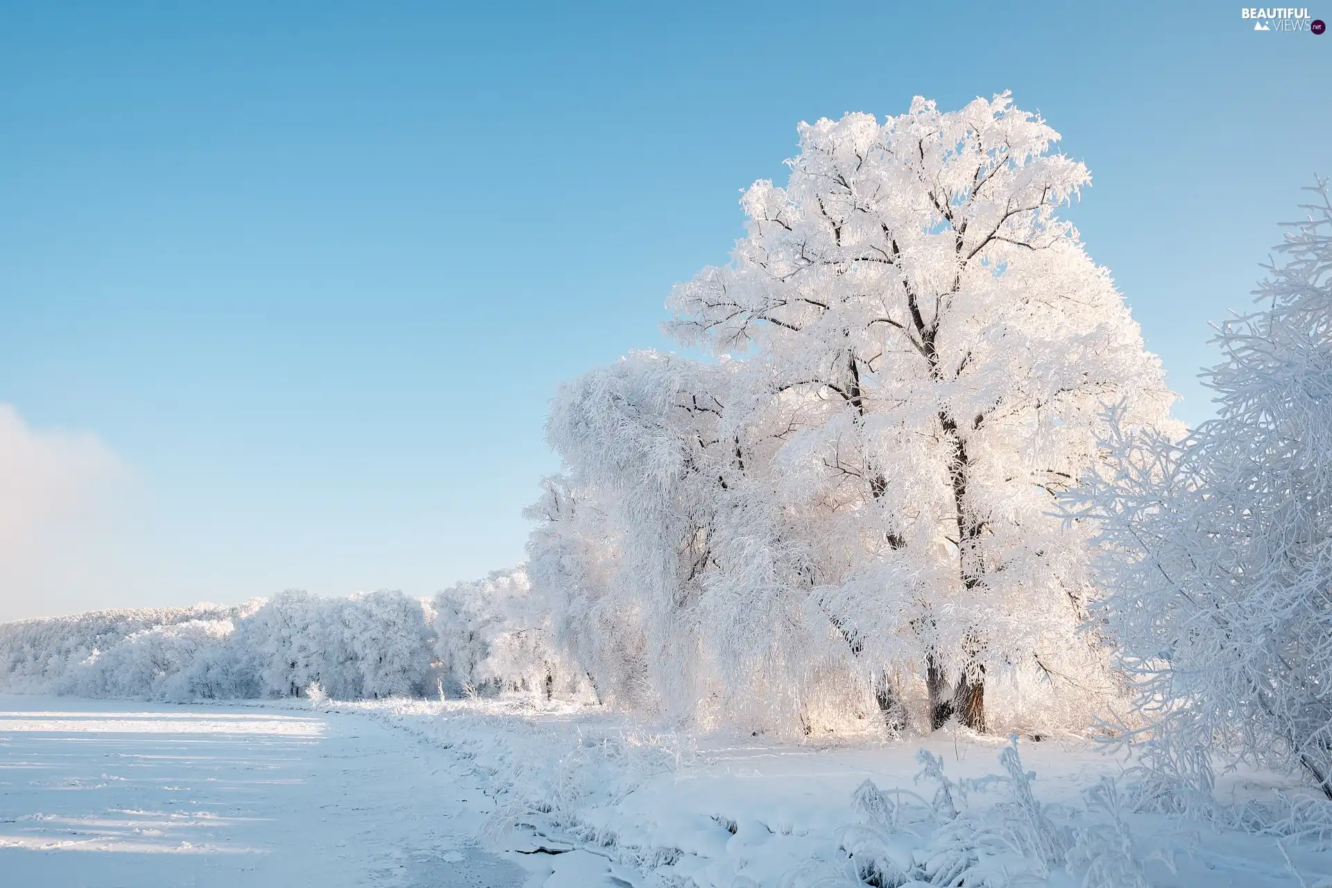 winter, viewes, Plants, trees