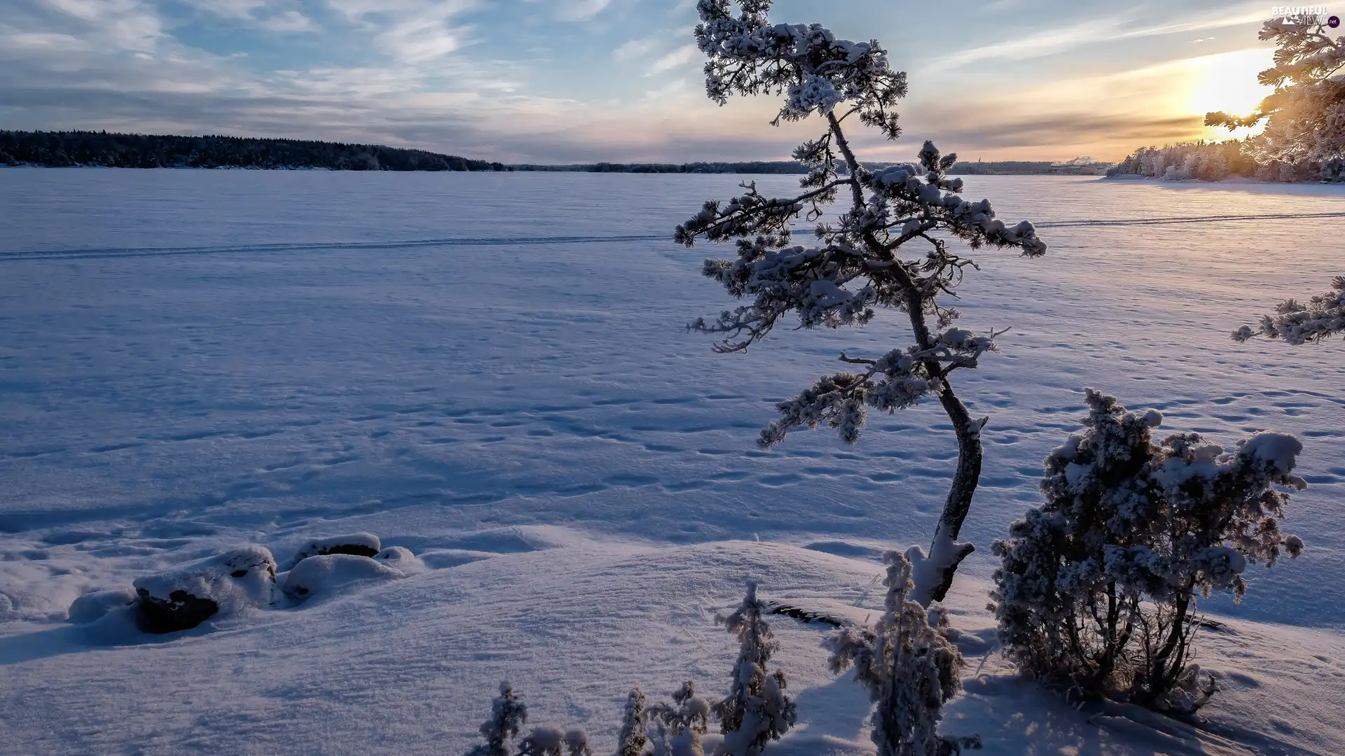 lake, Great Sunsets, trees, pine, winter