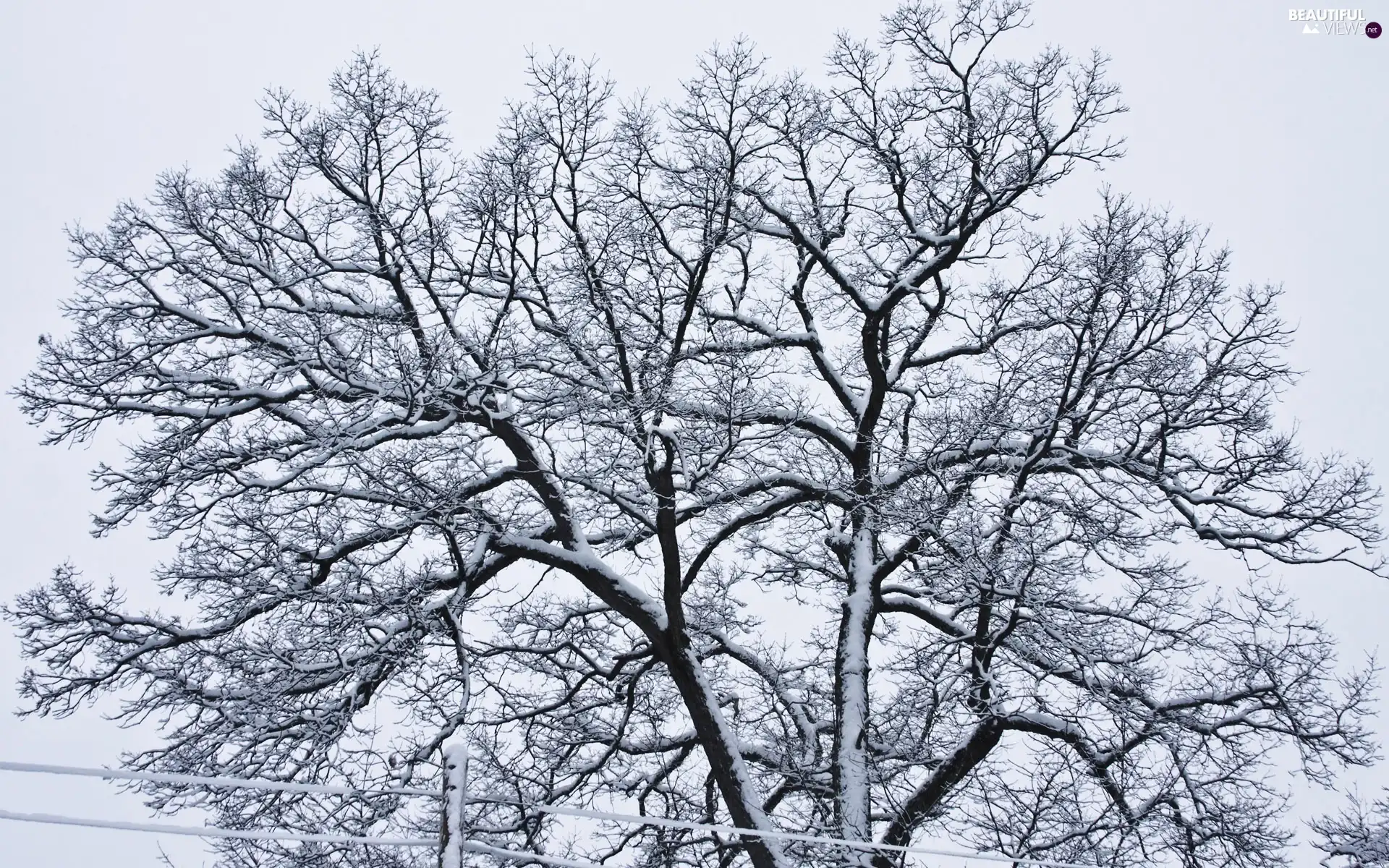 winter, trees