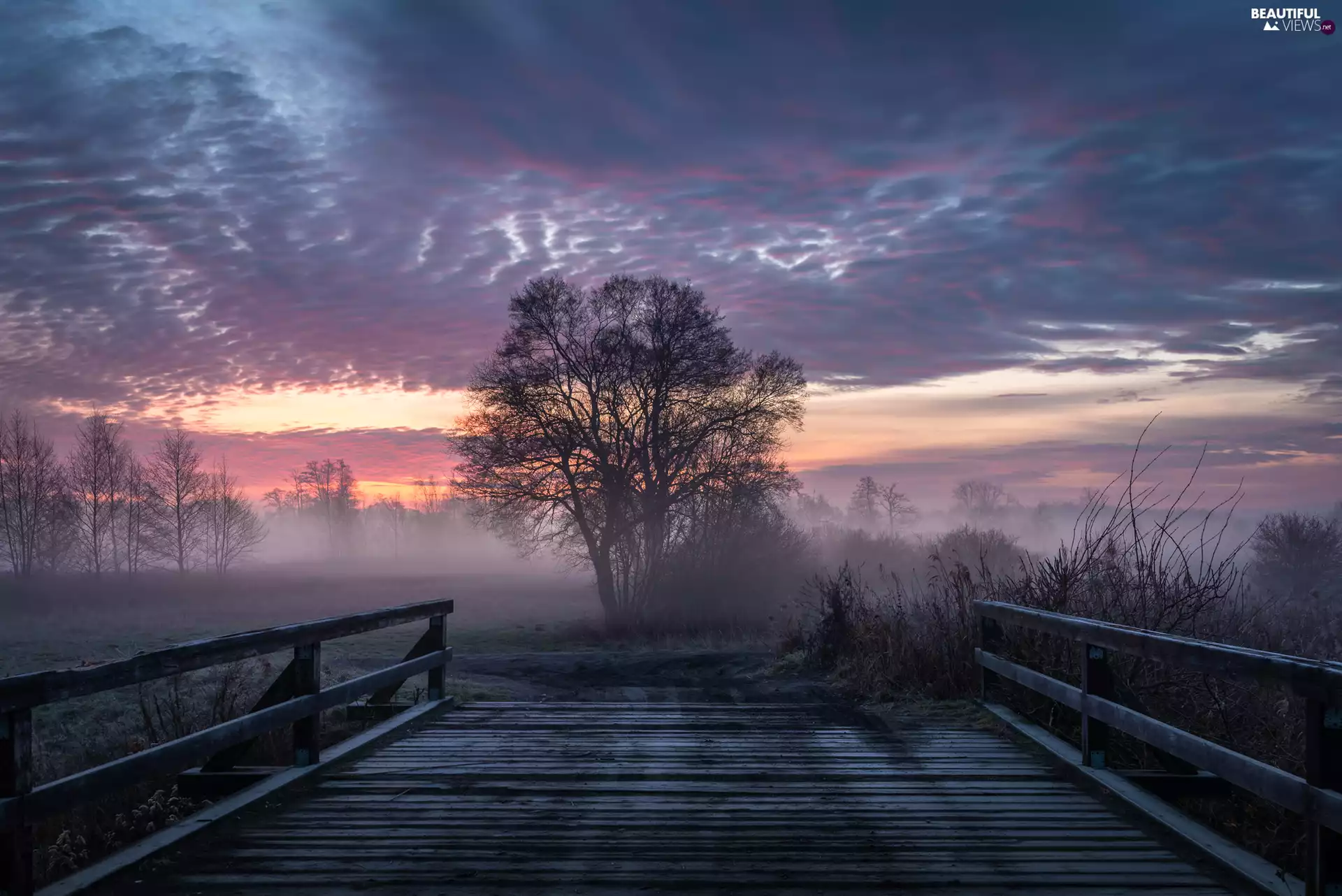 trees, viewes, Fog, Bush, clouds, bridge, wooden, Great Sunsets