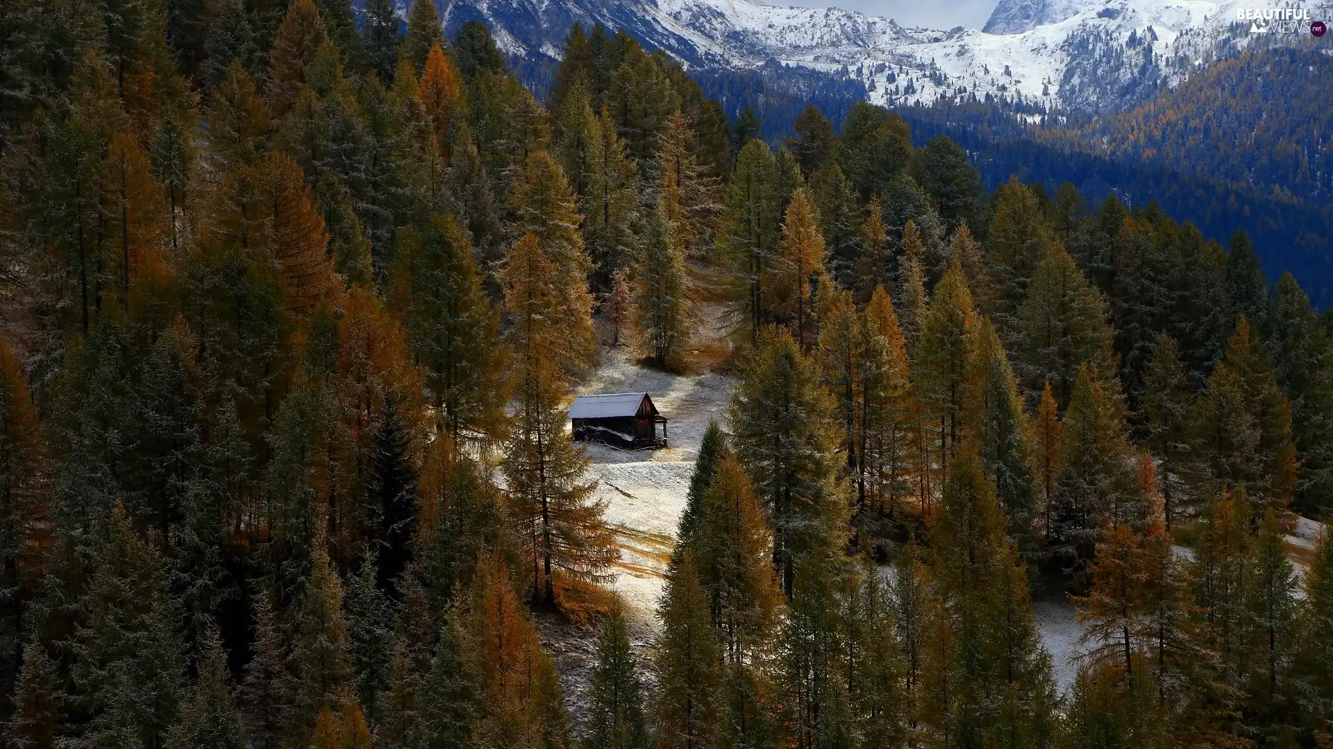 viewes, forest, Wooden, trees, Mountains, snow, cote