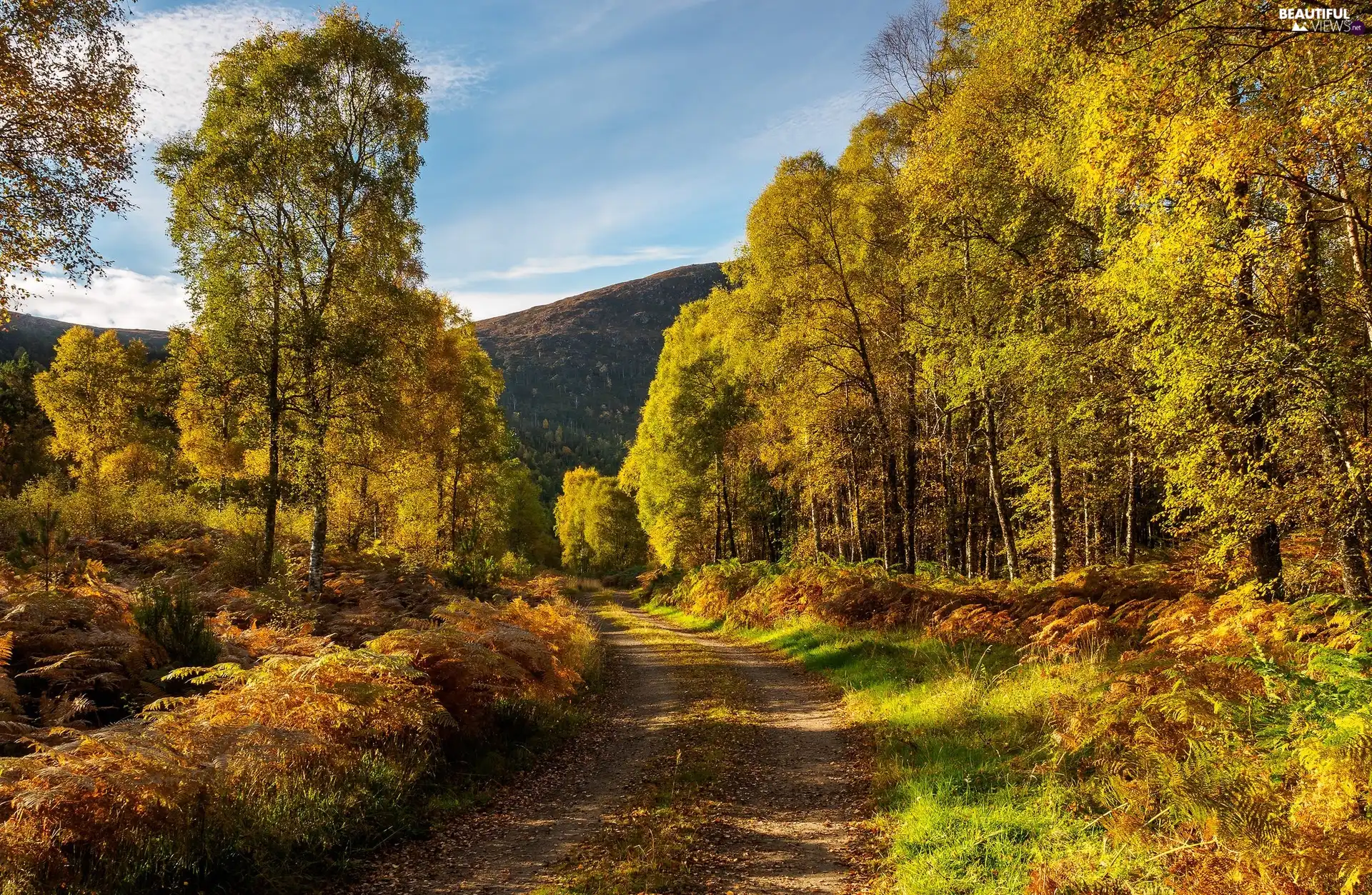 trees, autumn, woods, The Hills, viewes, Way