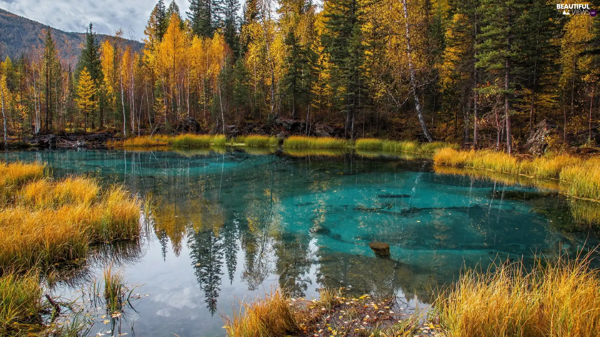 viewes, forest, Yellowed, trees, autumn, lake, grass