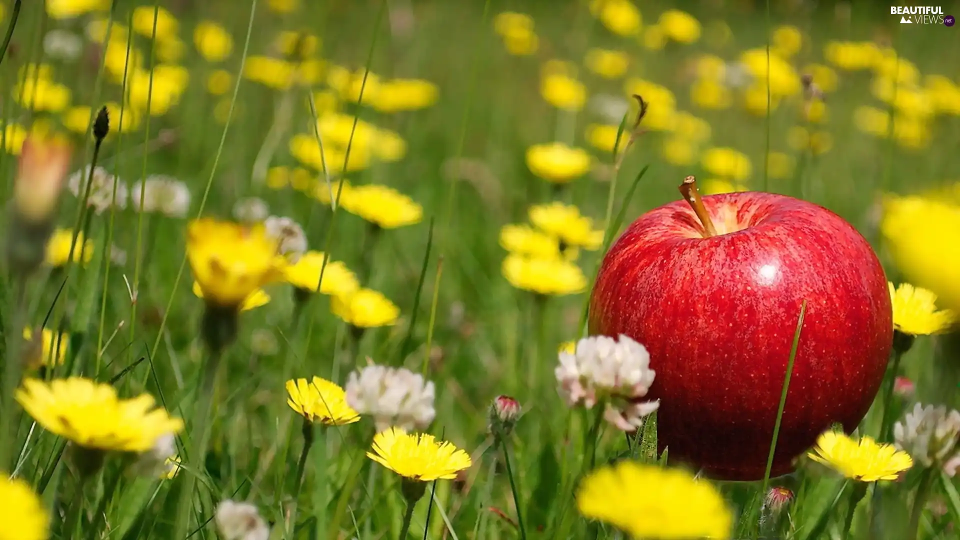 trefoil, dandelions, Apple, grass, Meadow