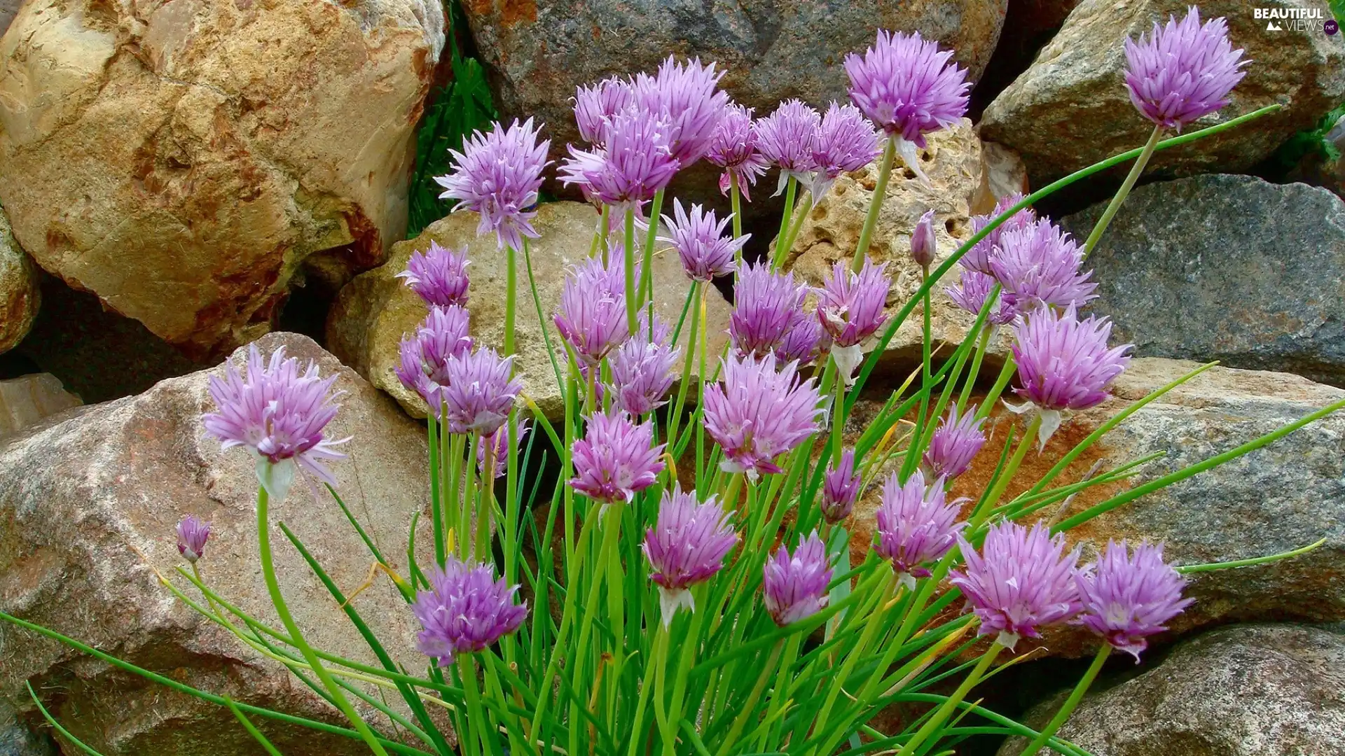 Stones, Flowers, chive, purple