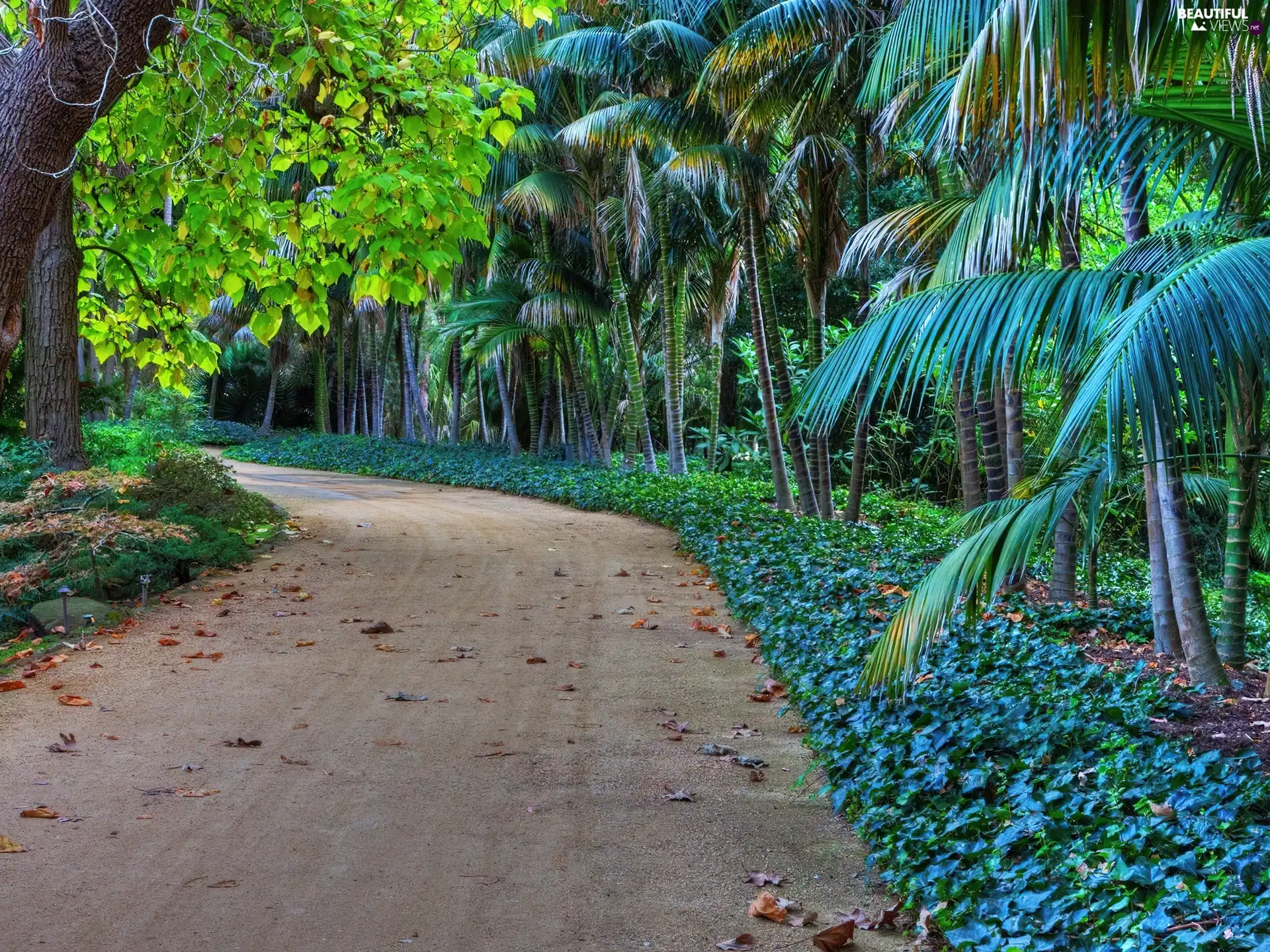 Park, Palms, tropic, Way