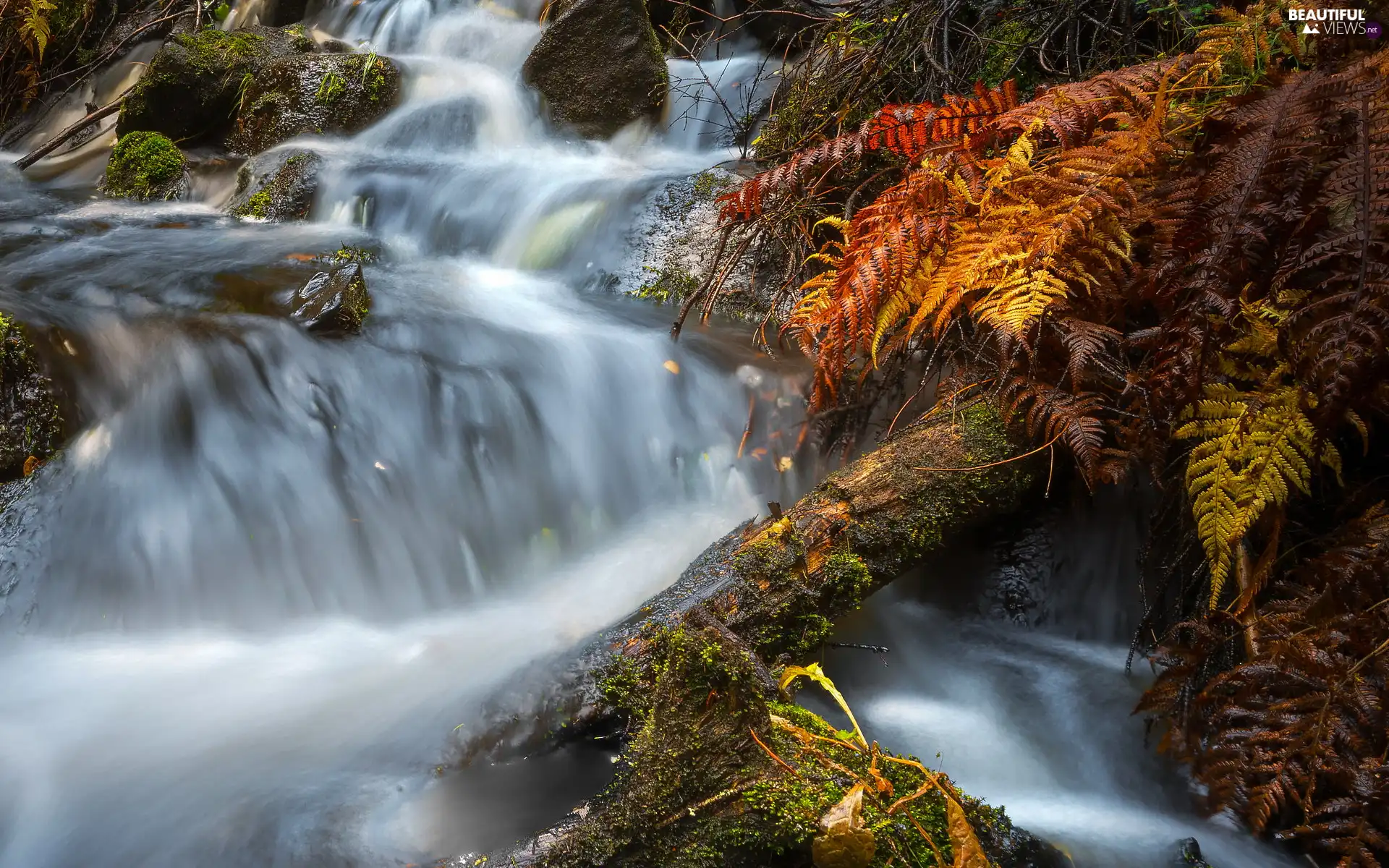 trees, fern, Stones, trunk, River, viewes, forest