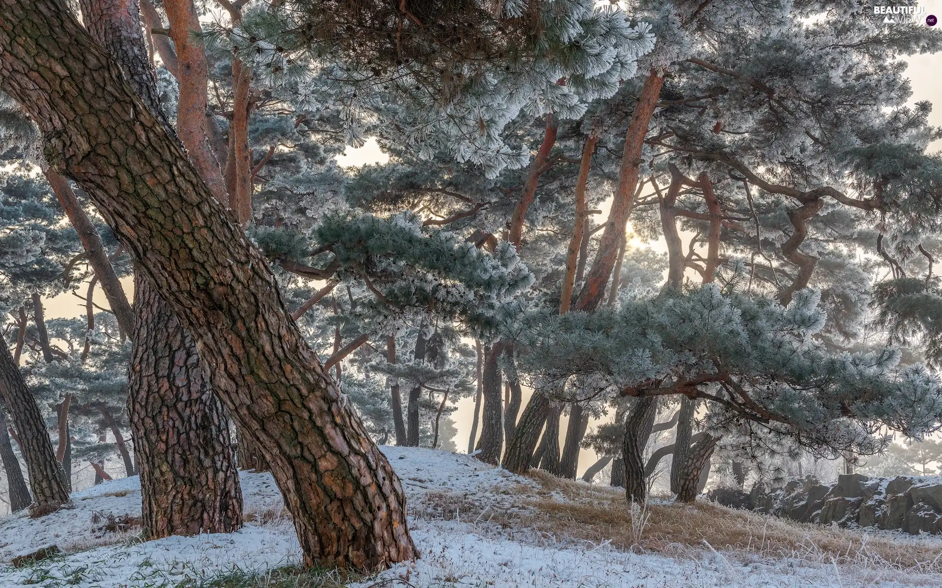 frosty, trees, pine, trunk, winter, viewes