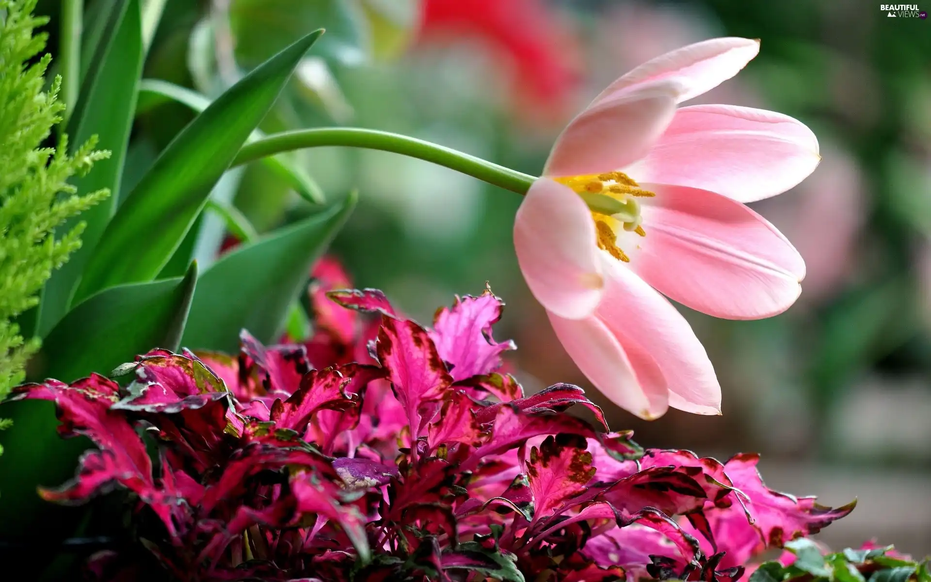 Garden, Tulips