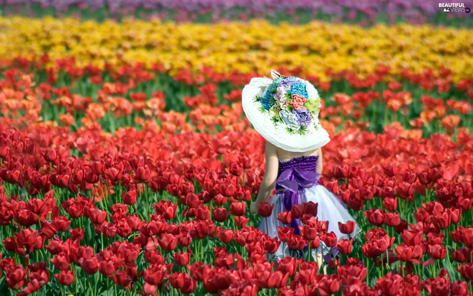 girl, Field, tulips, hat